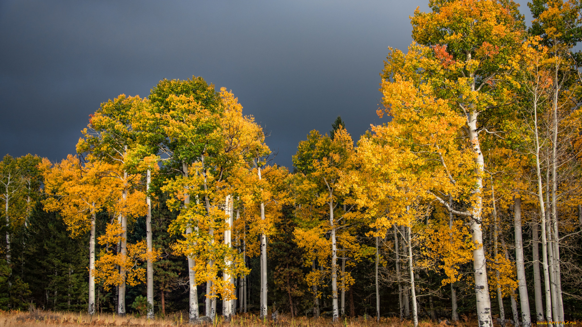 природа, лес, осень, берёзы, тучи, пасмурно