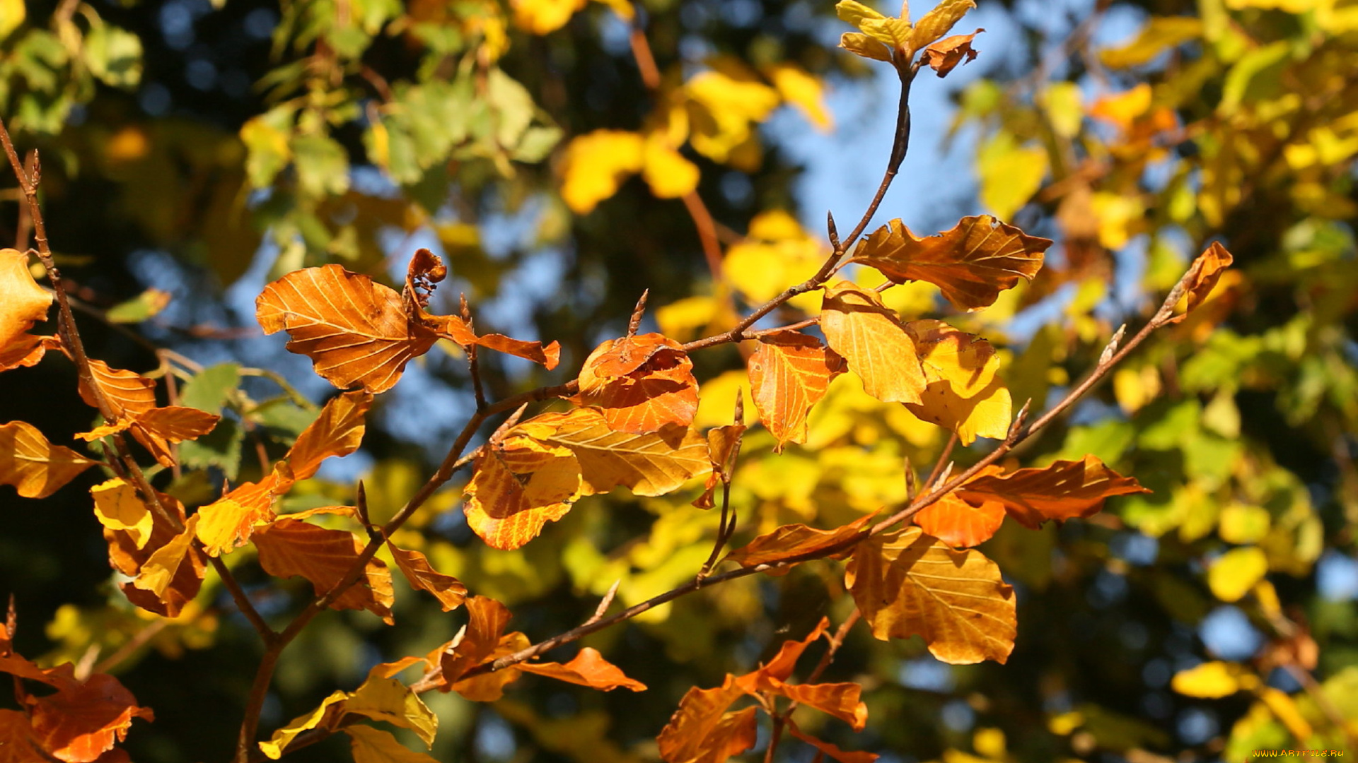 природа, листья, осень