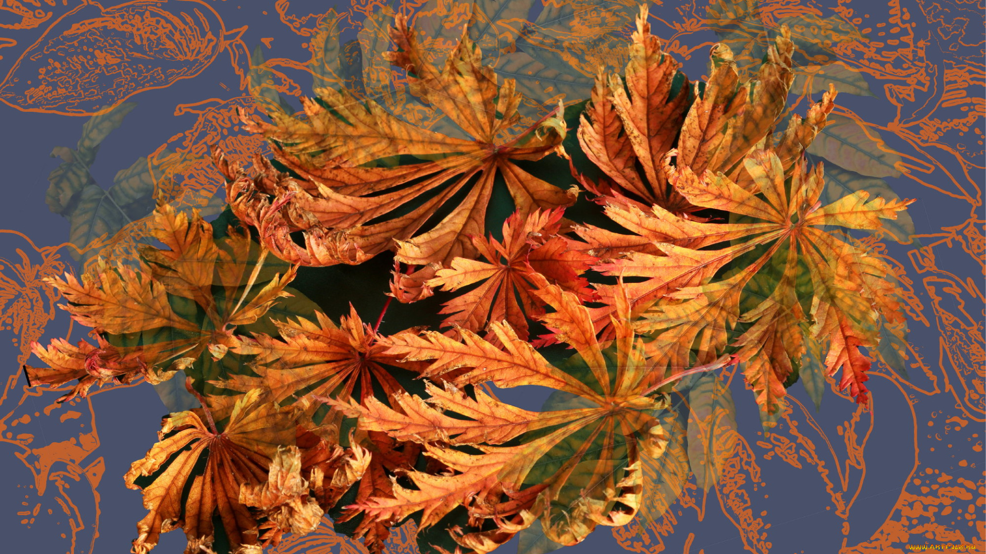 природа, листья, осень