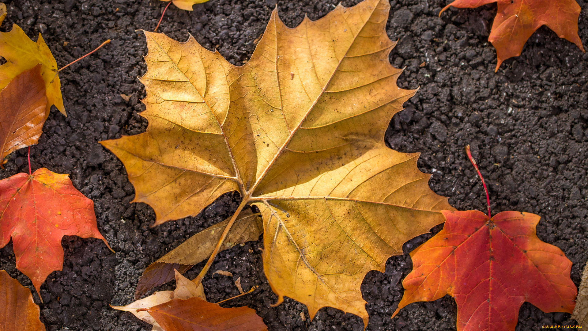 природа, листья, осень, цвет