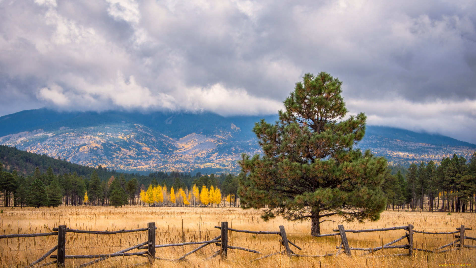 природа, пейзажи, деревья, поле