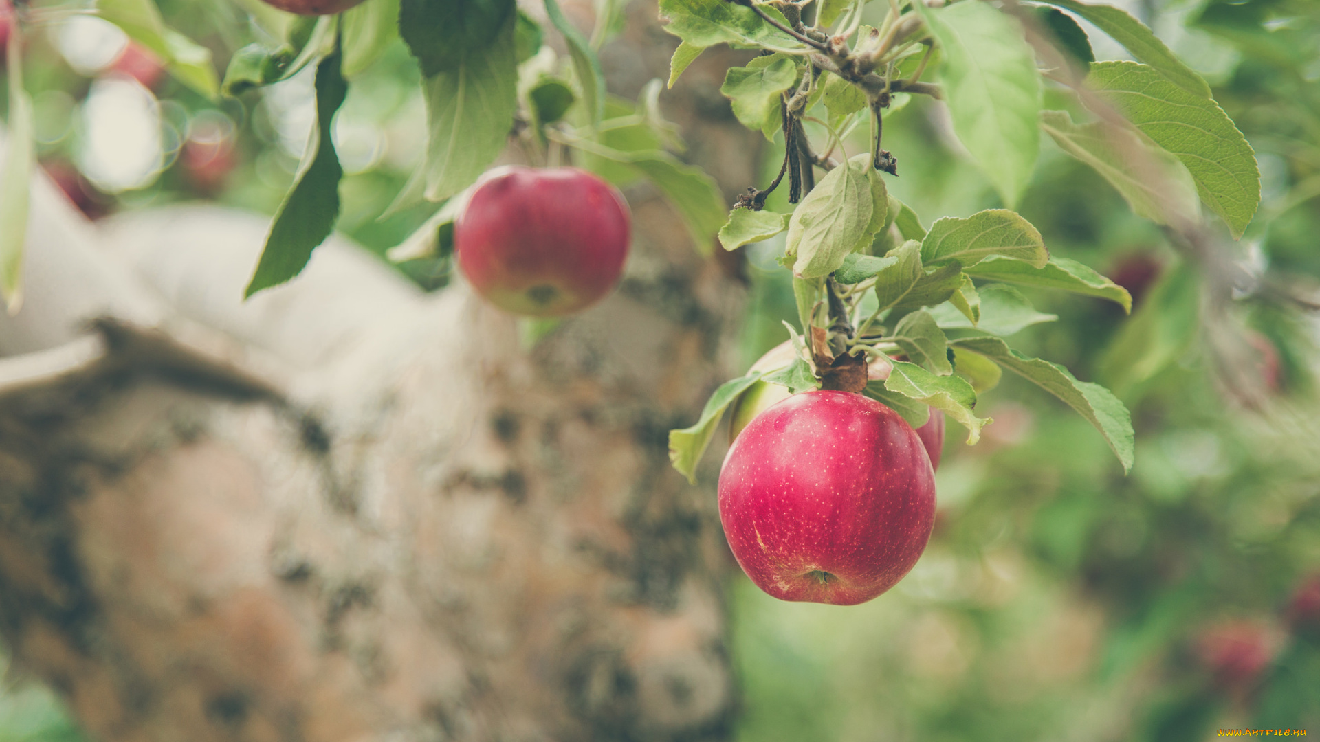 природа, плоды, яблоко, ветка, яблоня