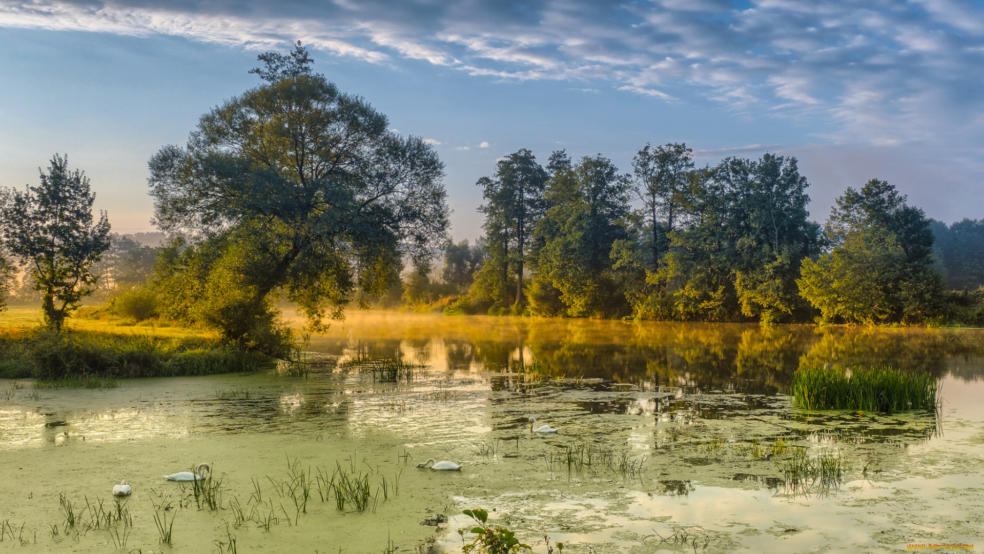 природа, реки, озера, лес, река