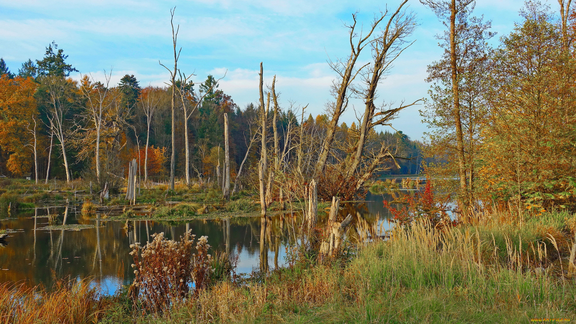 природа, реки, озера, река, лес