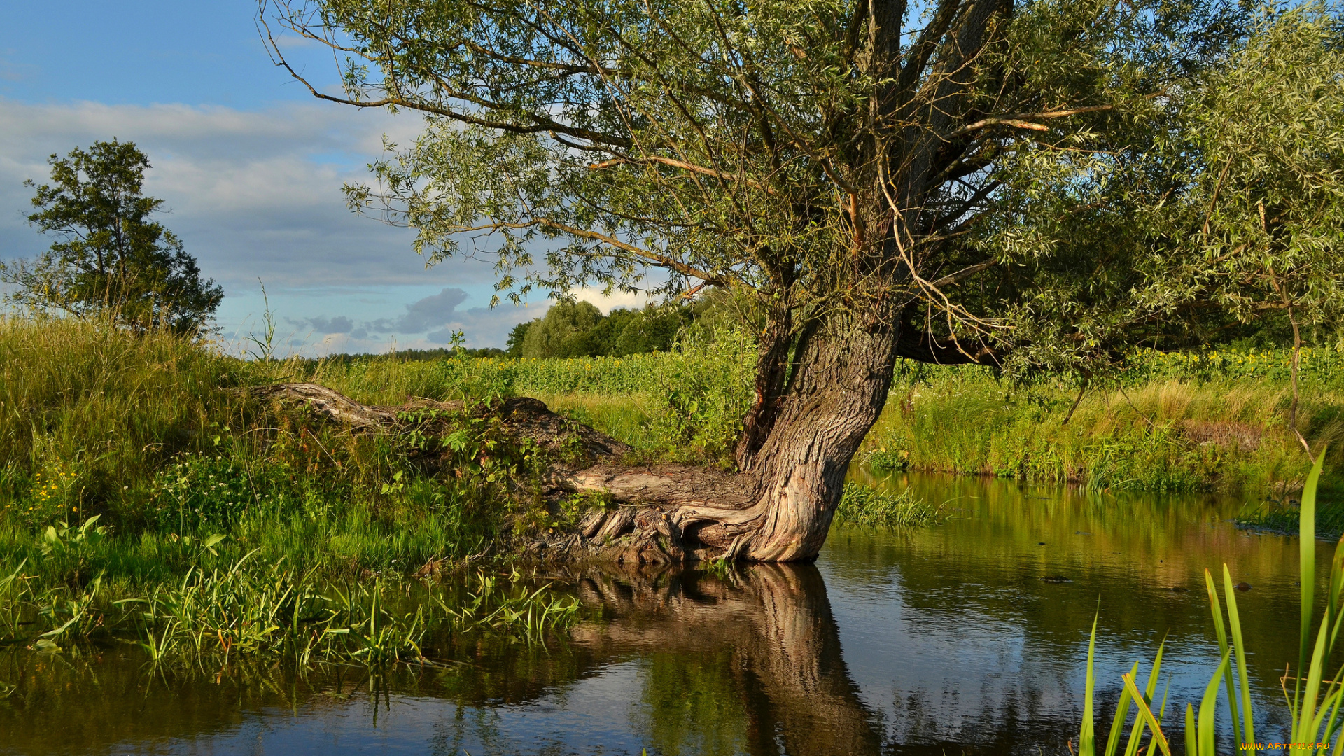 природа, реки, озера, река, лес