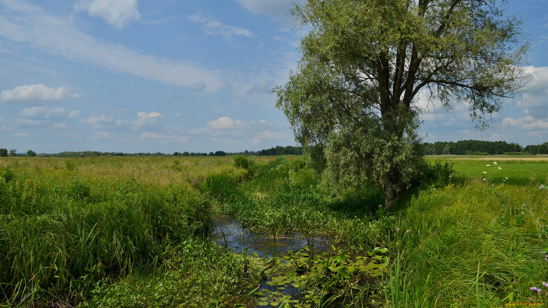 природа, реки, озера, ручей, поле