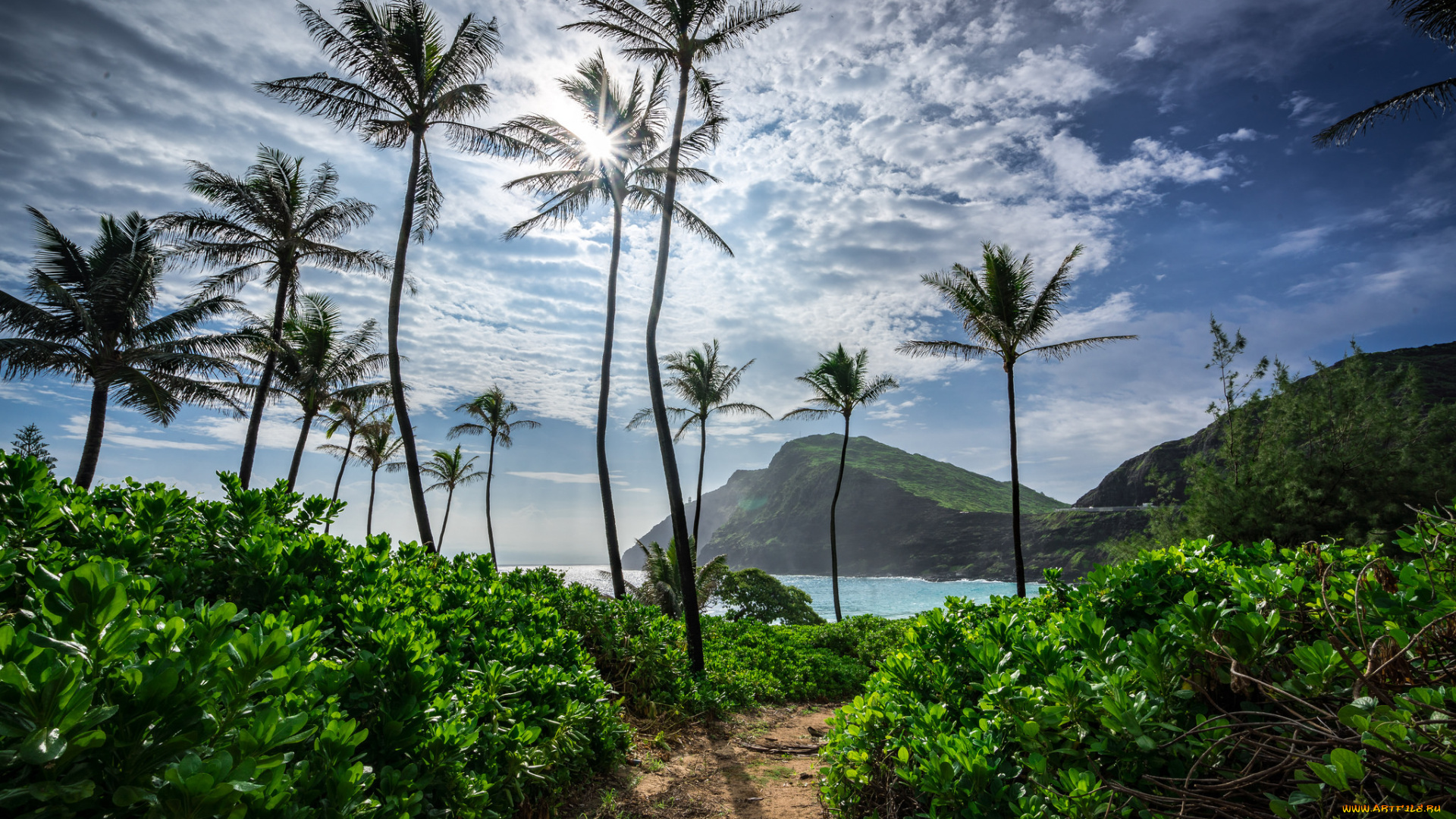 природа, тропики, пальмы, бухта, океан