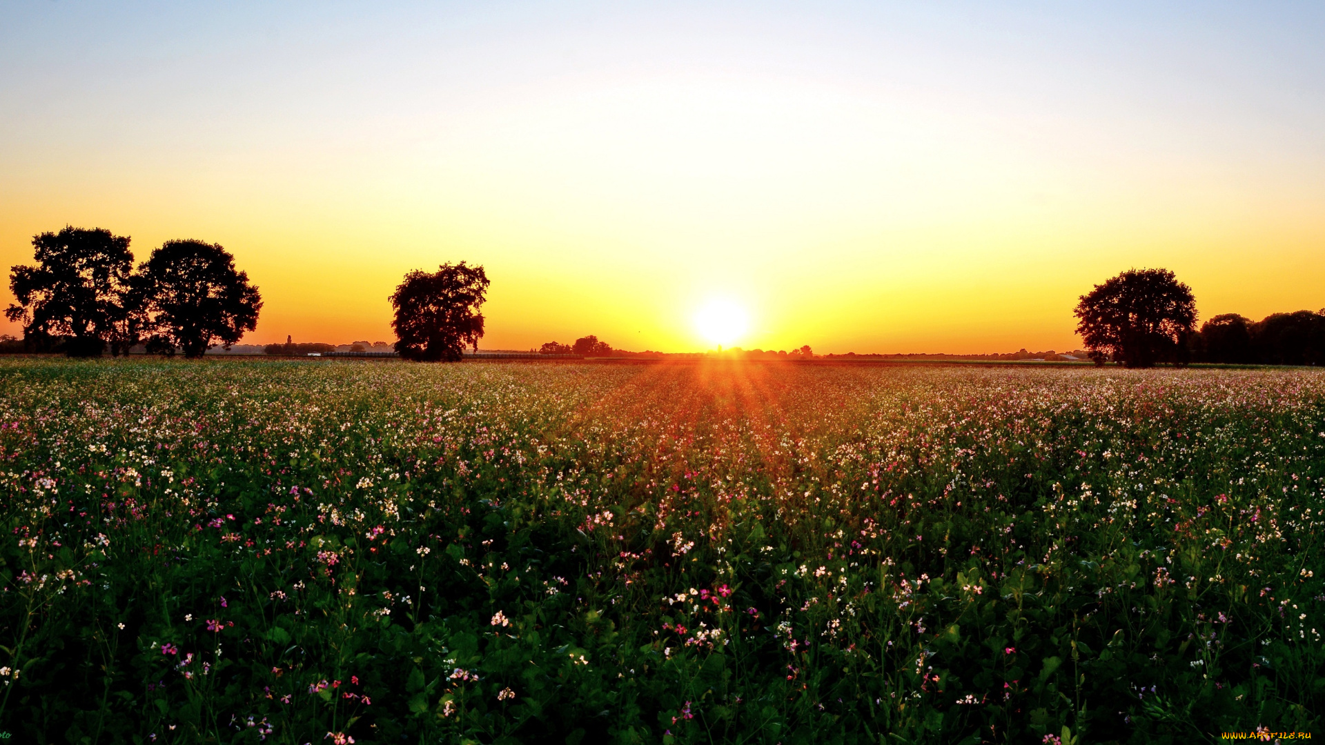 природа, восходы, закаты, цветы, поле, закат
