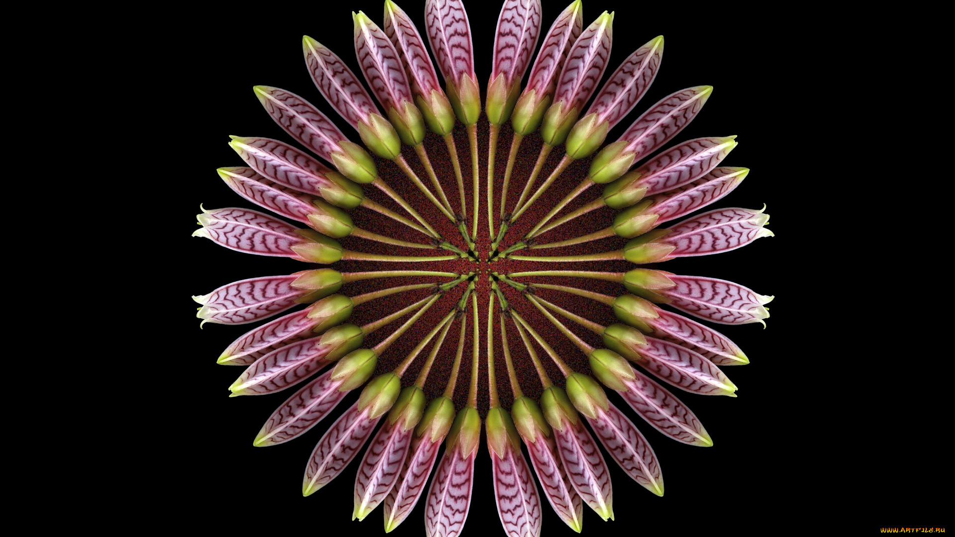 разное, компьютерный, дизайн, круг, цветы, фон