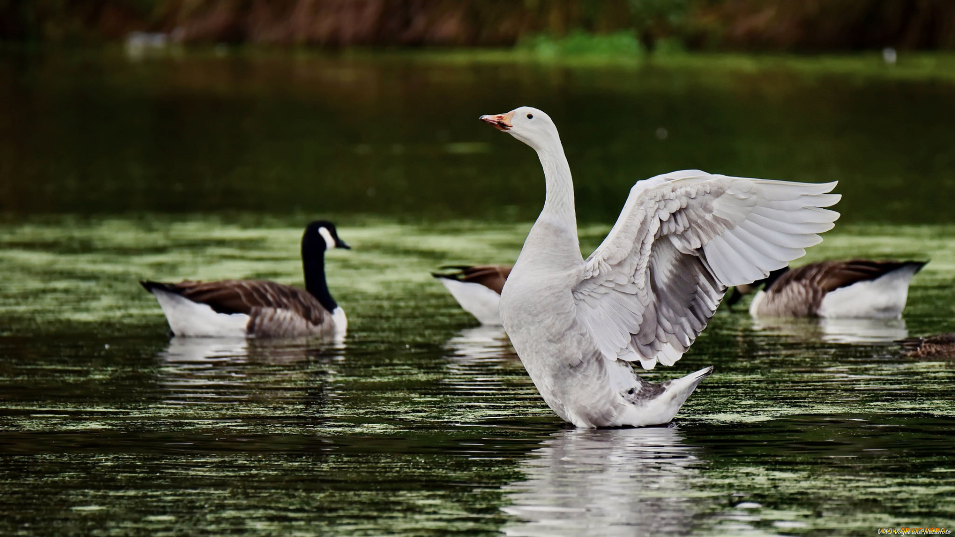 животные, гуси, озеро