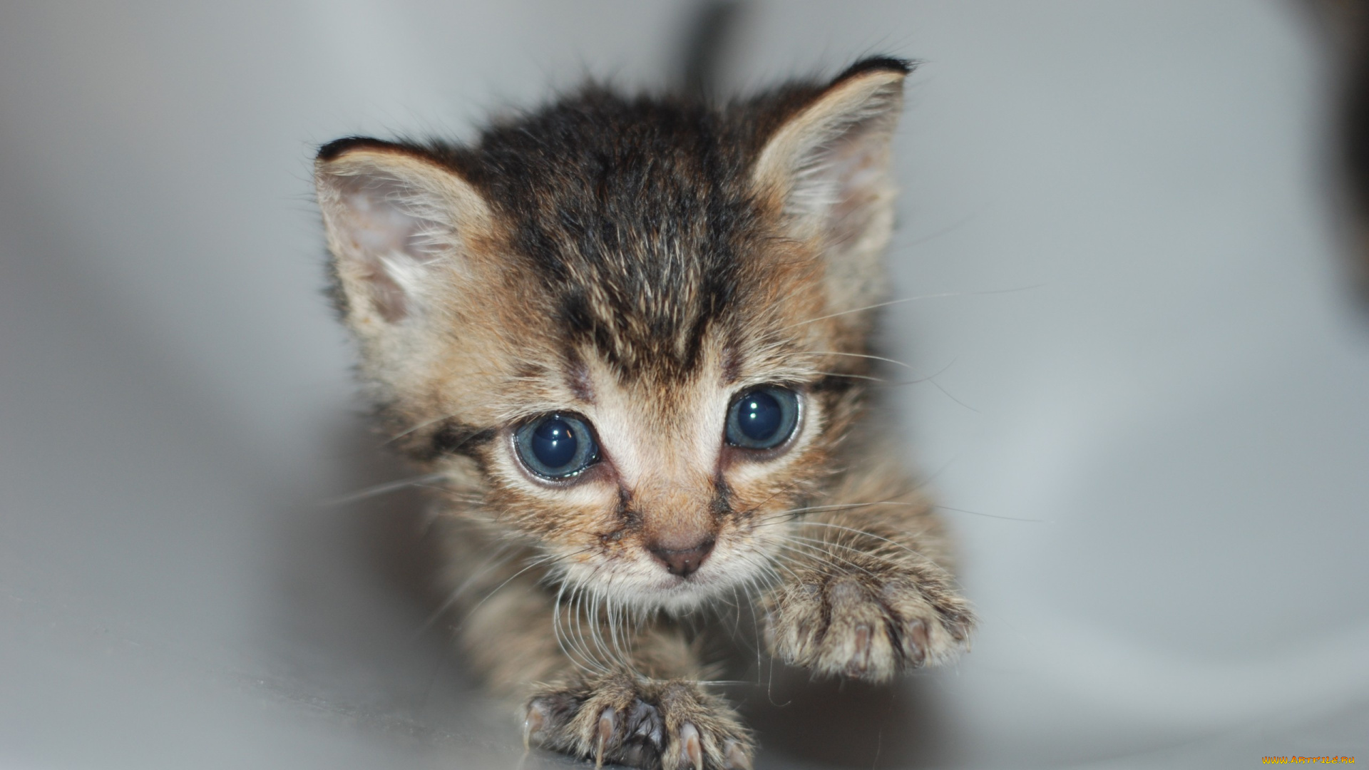 животные, коты, ползет, труба, когти, котенок