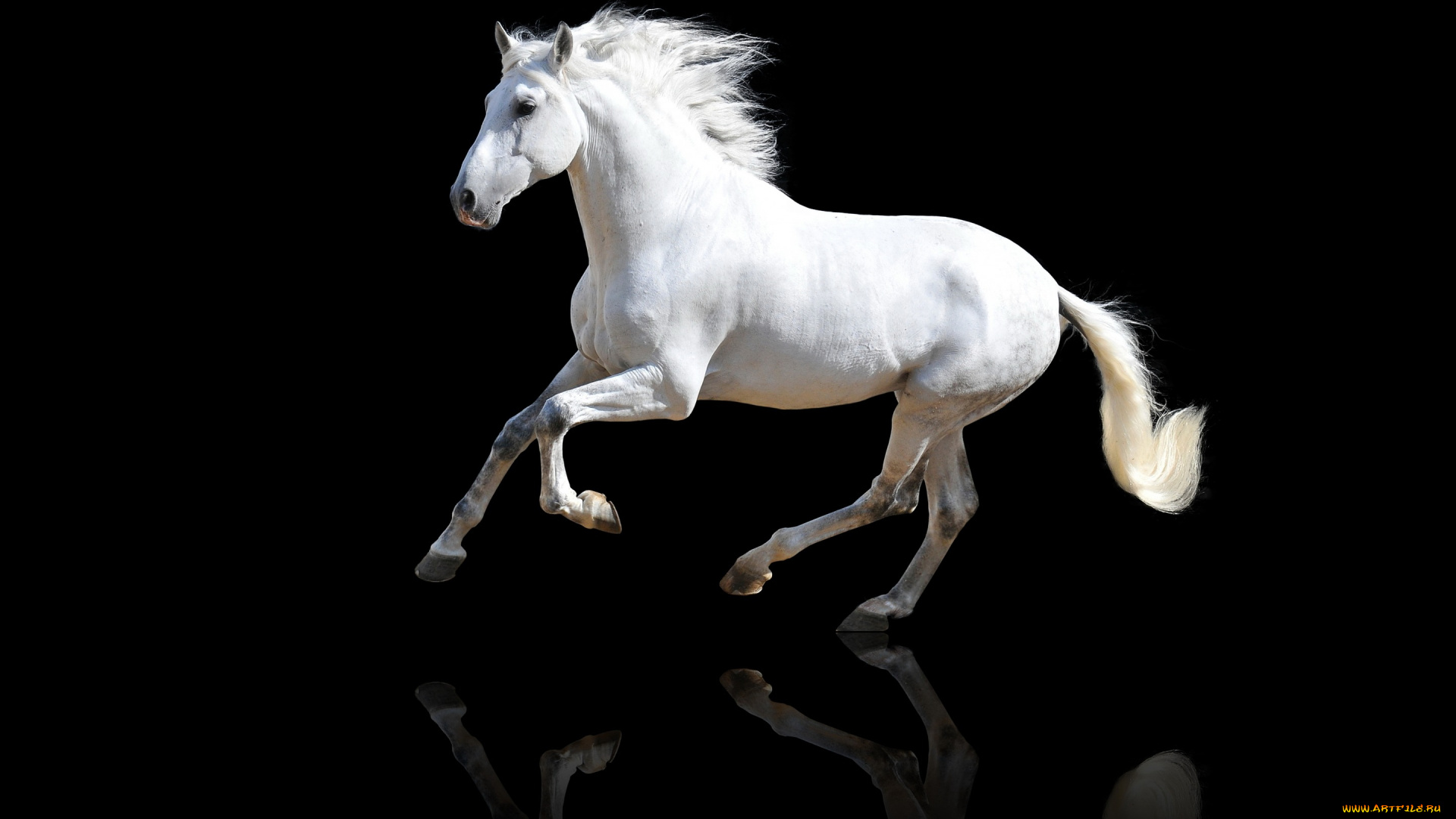 животные, лошади, лошадь, конь, белый, скачет, отражение, красавец, хвост, грива, черный, фон