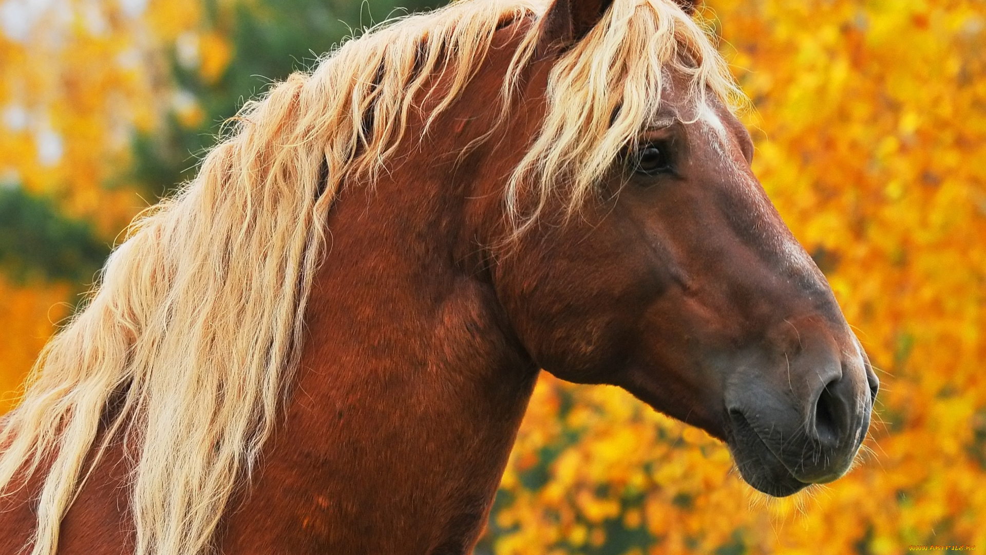 животные, лошади, осень, портрет, морда, светлая, грива, желтые, деревья, коричневый, конь, лошадь