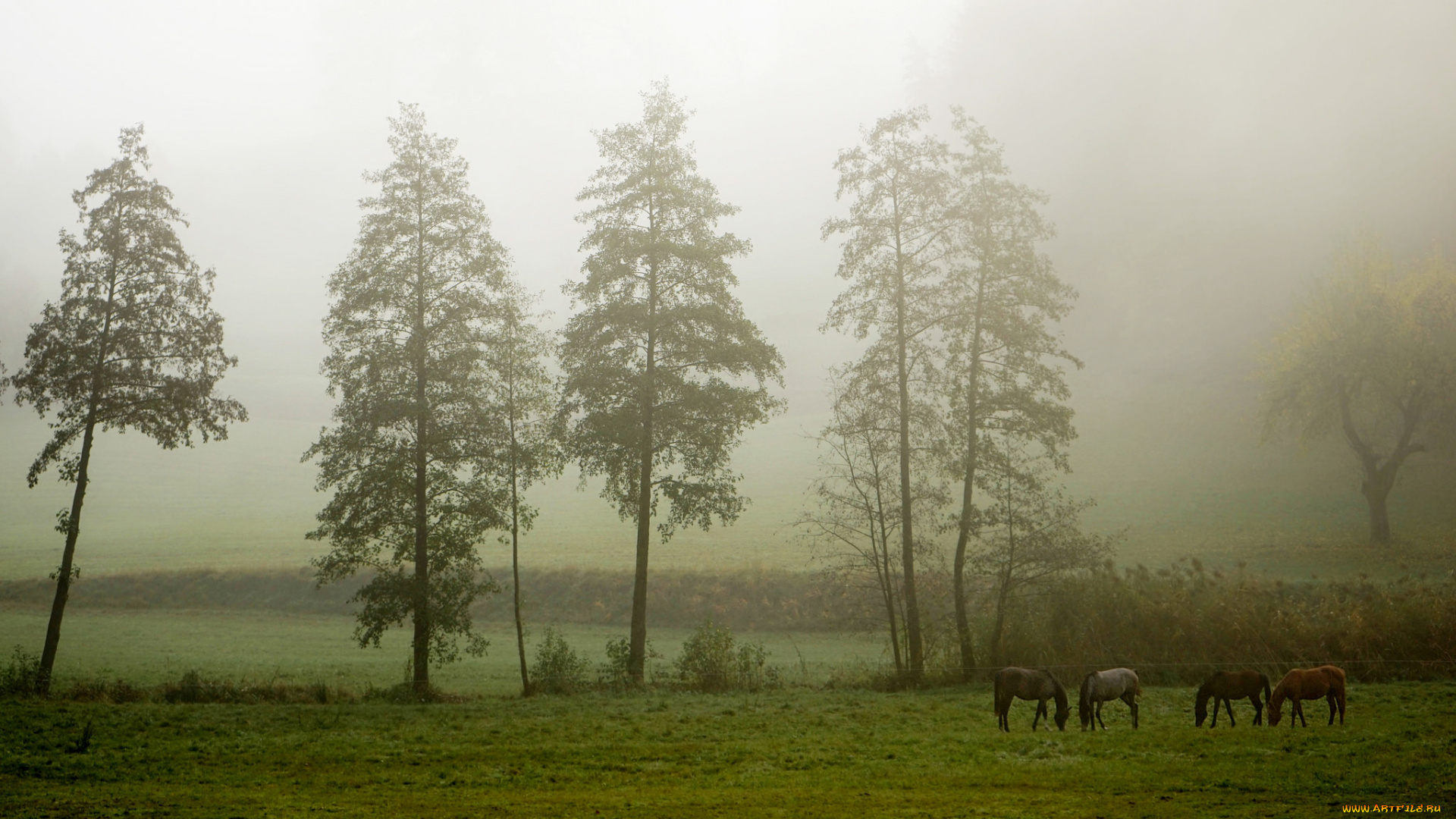 животные, лошади, туман, деревья