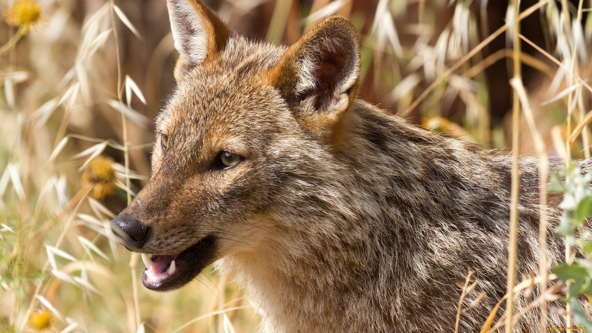 животные, волки, , койоты, , шакалы, хищник, африканский, волк, шакал