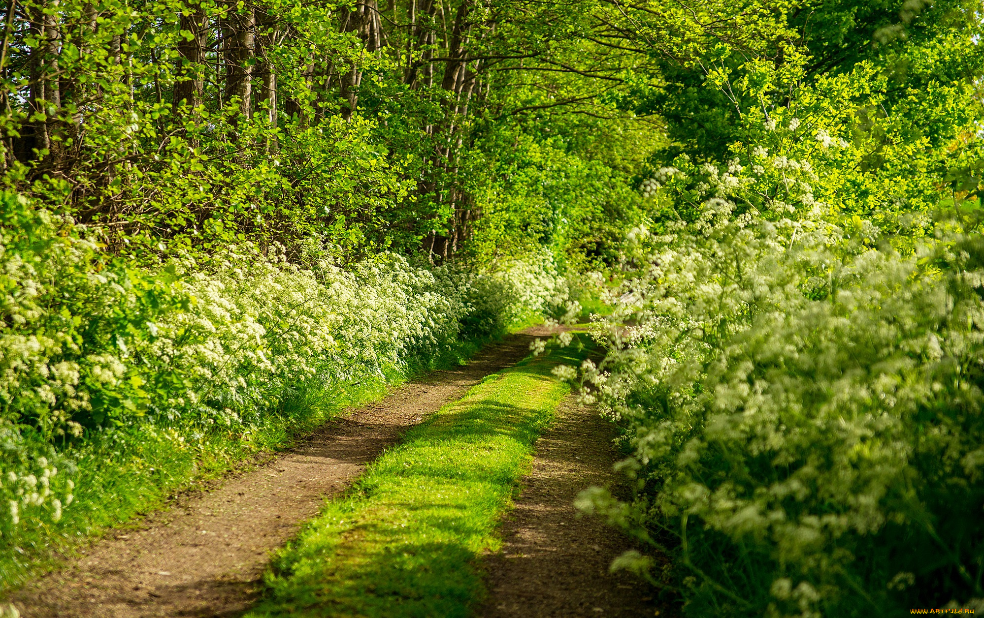 природа, дороги, лес, колея