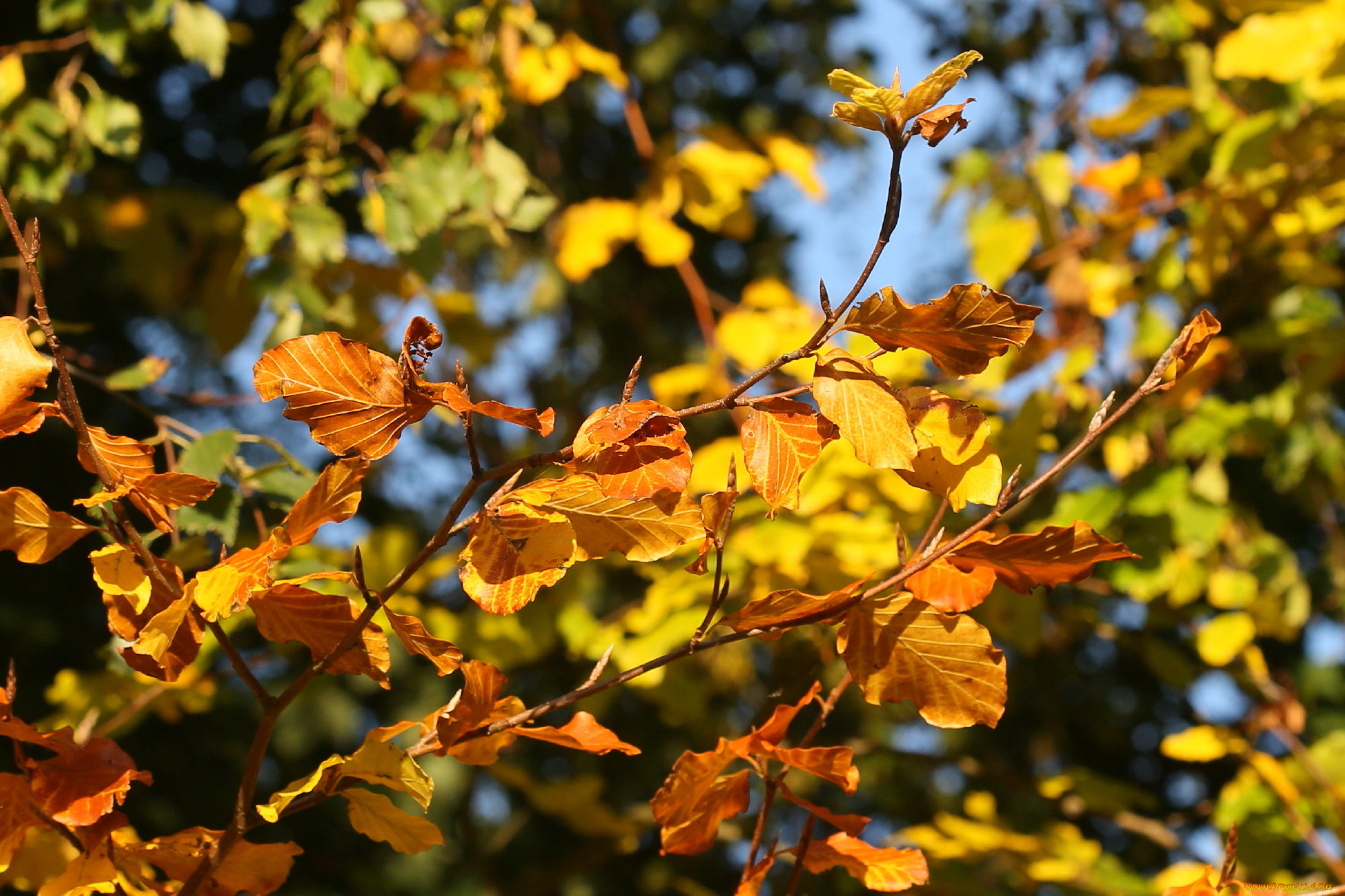 природа, листья, осень