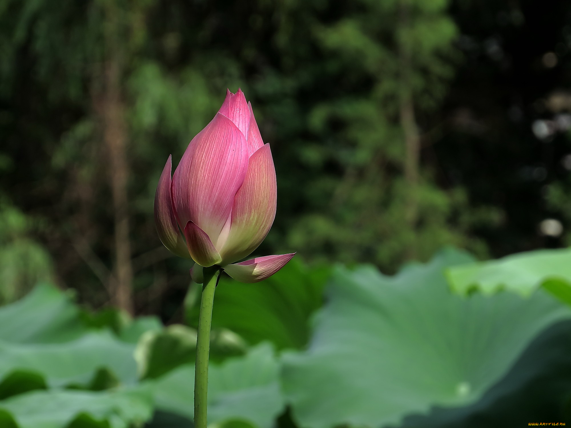 цветы, лотосы, лепестки