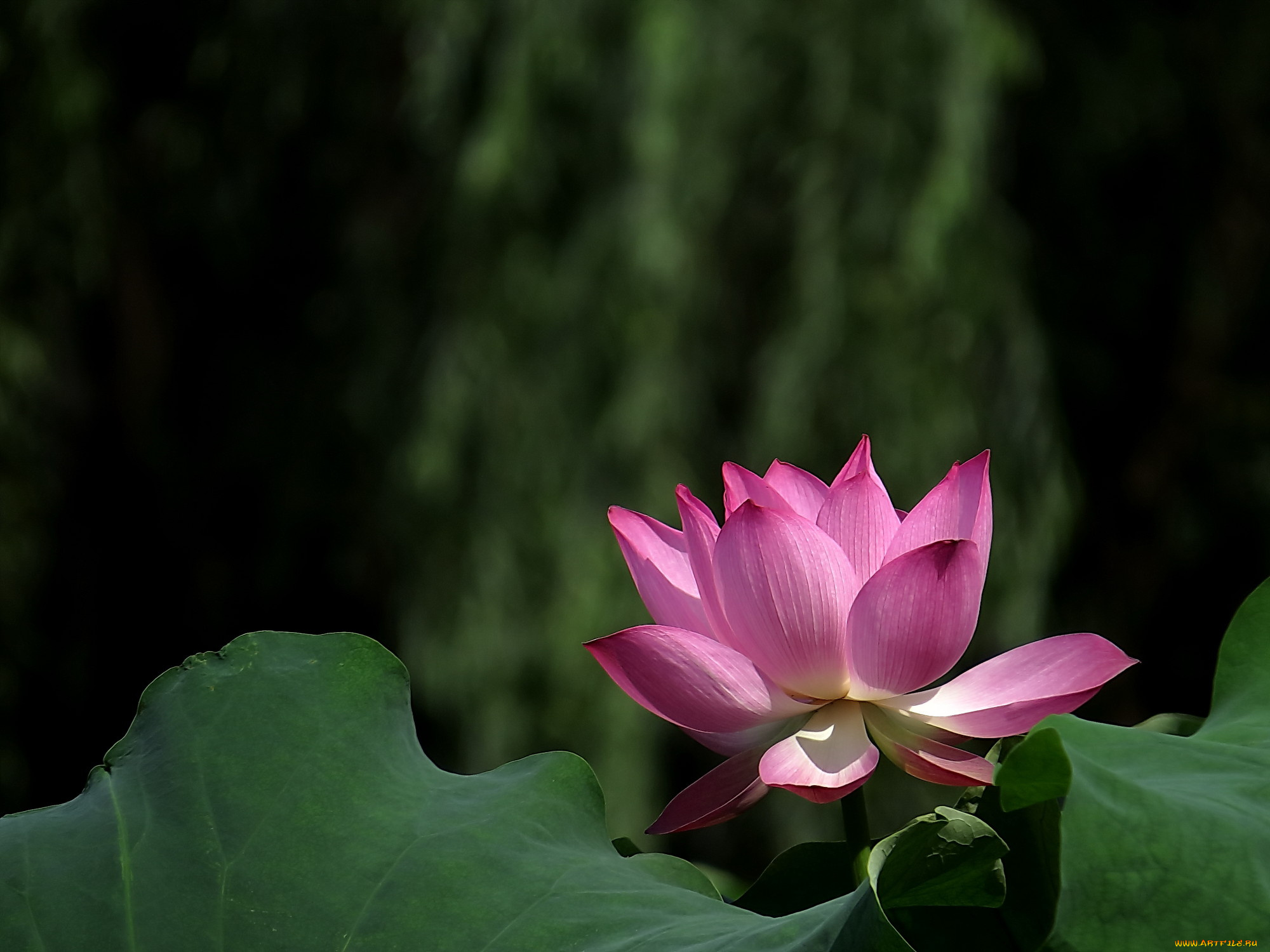 цветы, лотосы, лепестки