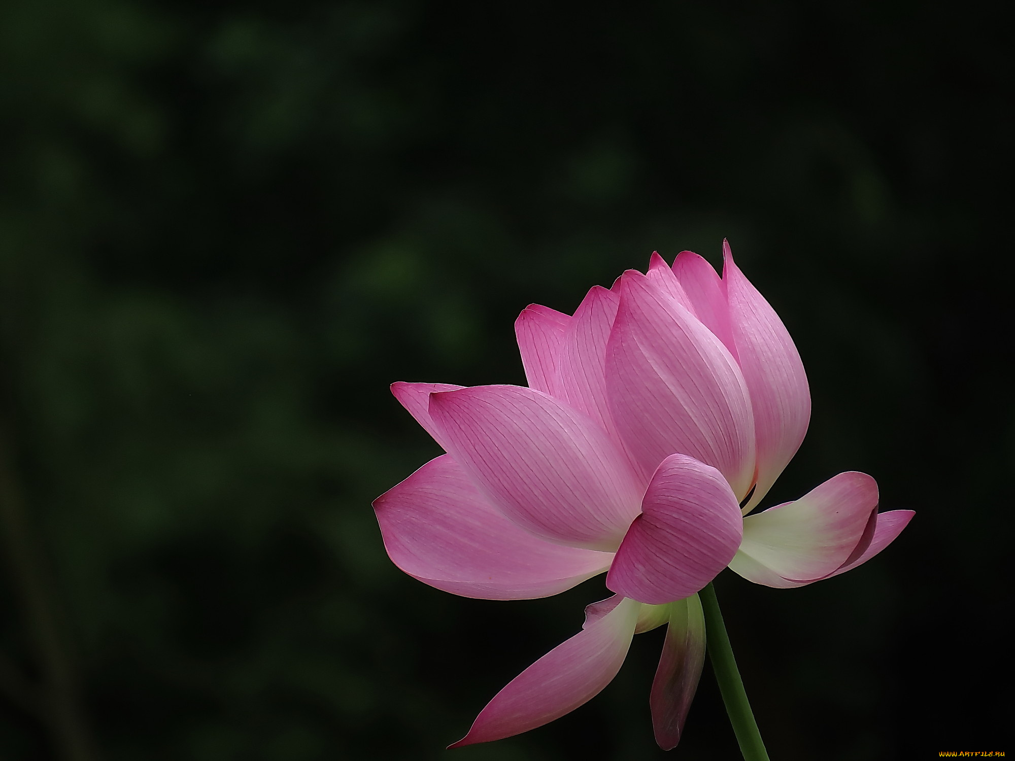 цветы, лотосы, лепестки