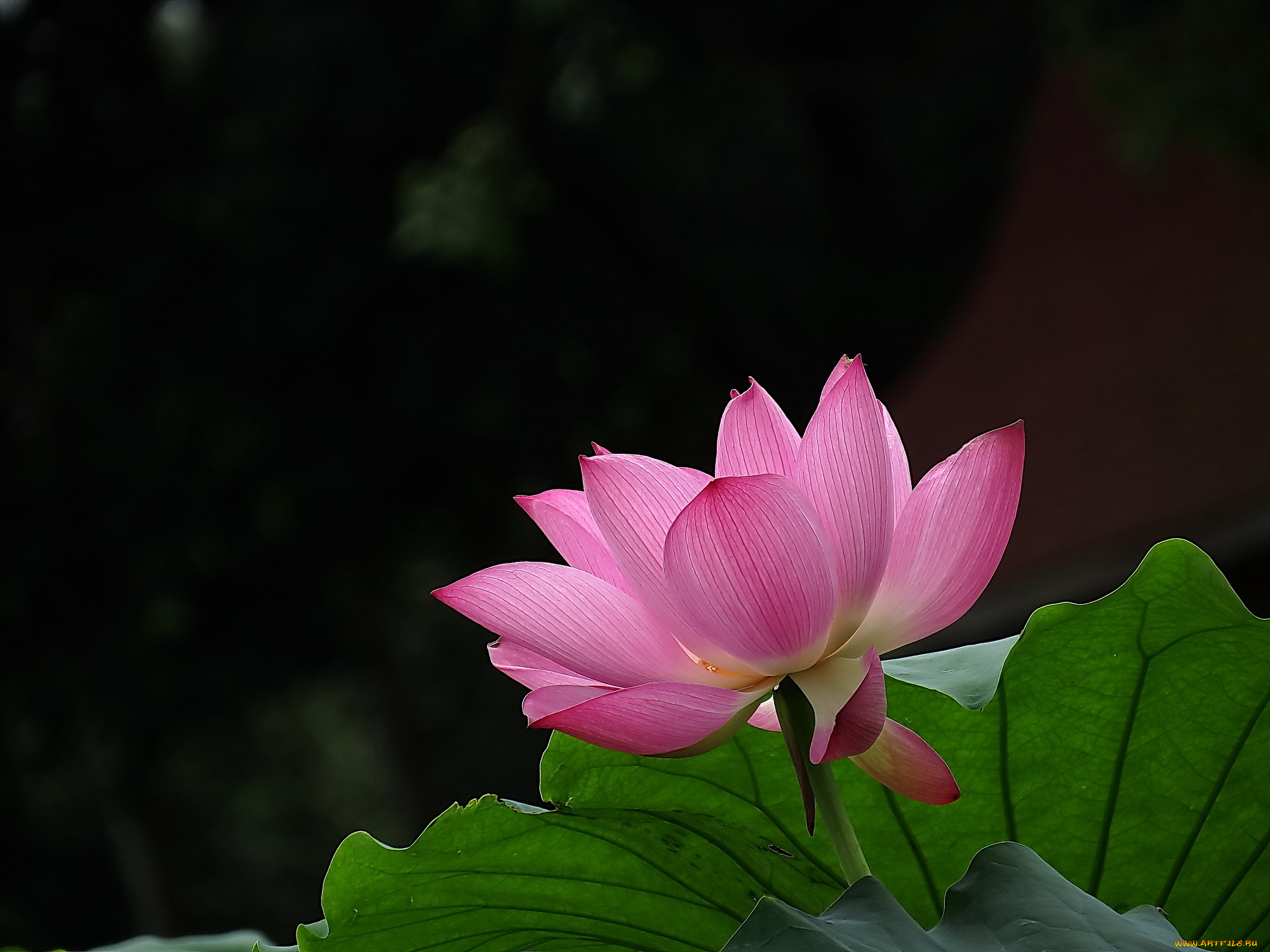 цветы, лотосы, лепестки