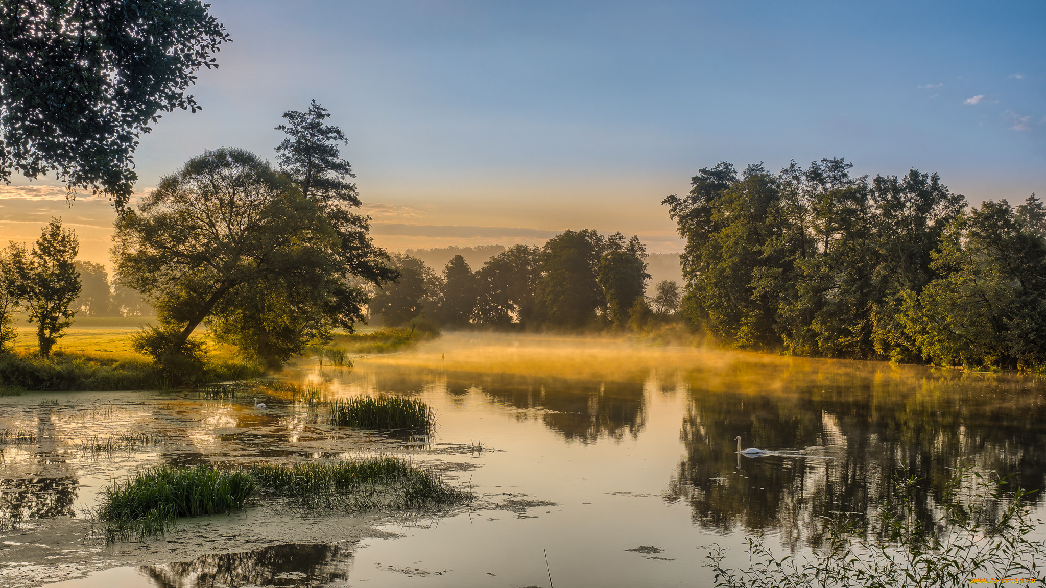 природа, реки, озера, река, лес