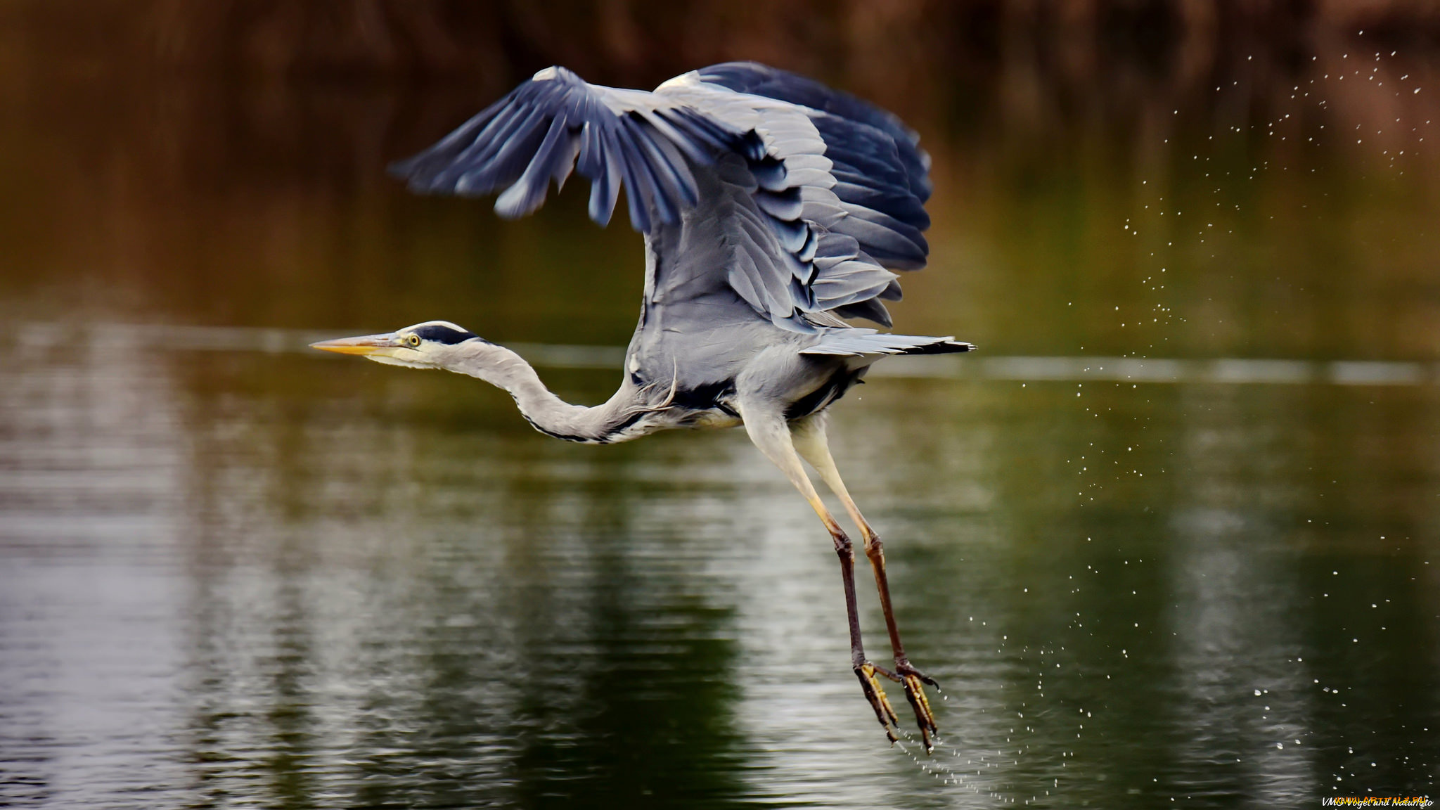 животные, цапли, , выпи, цапля, брызги, озеро