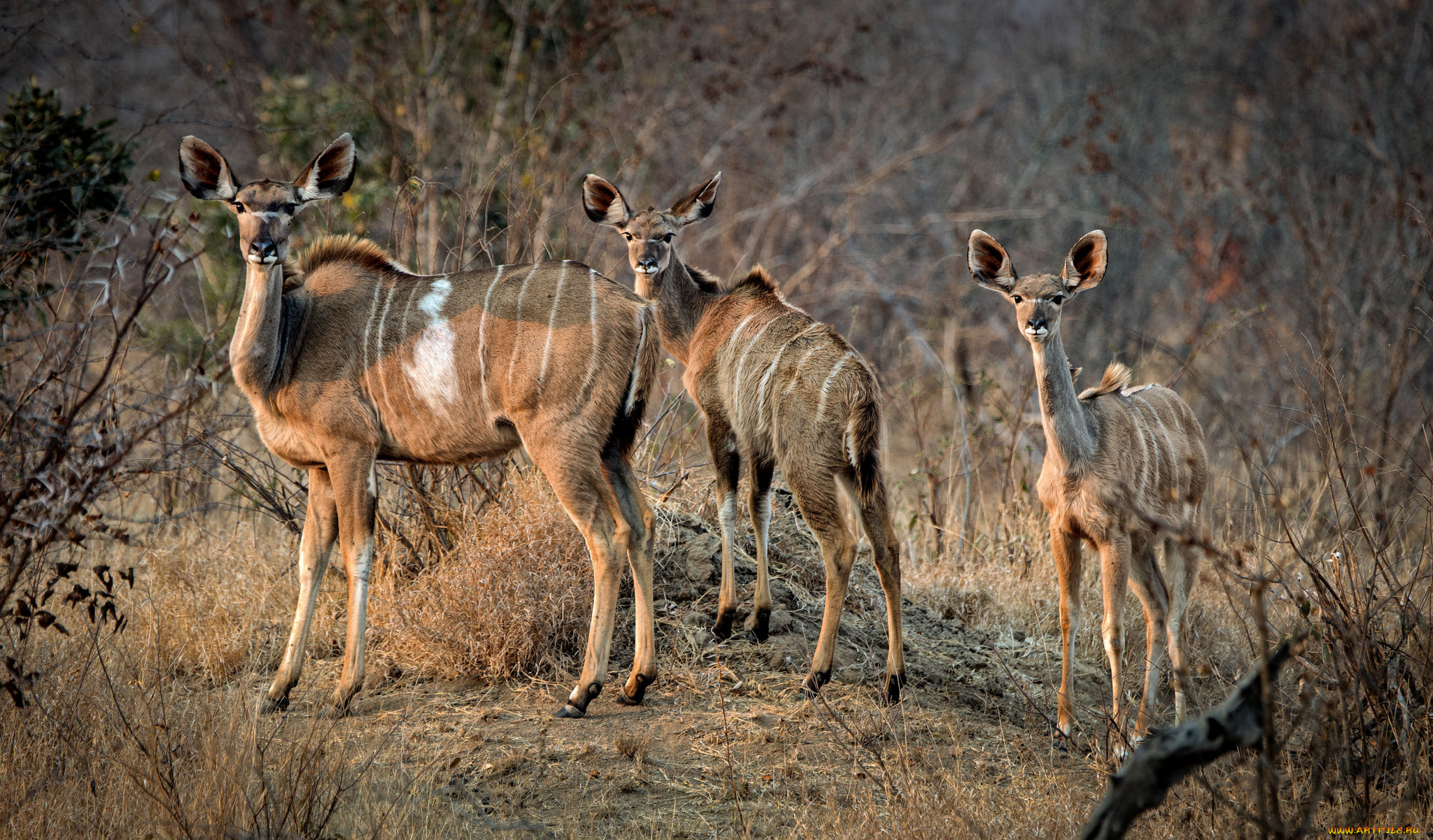 животные, антилопы, утро, семья, южная, африка