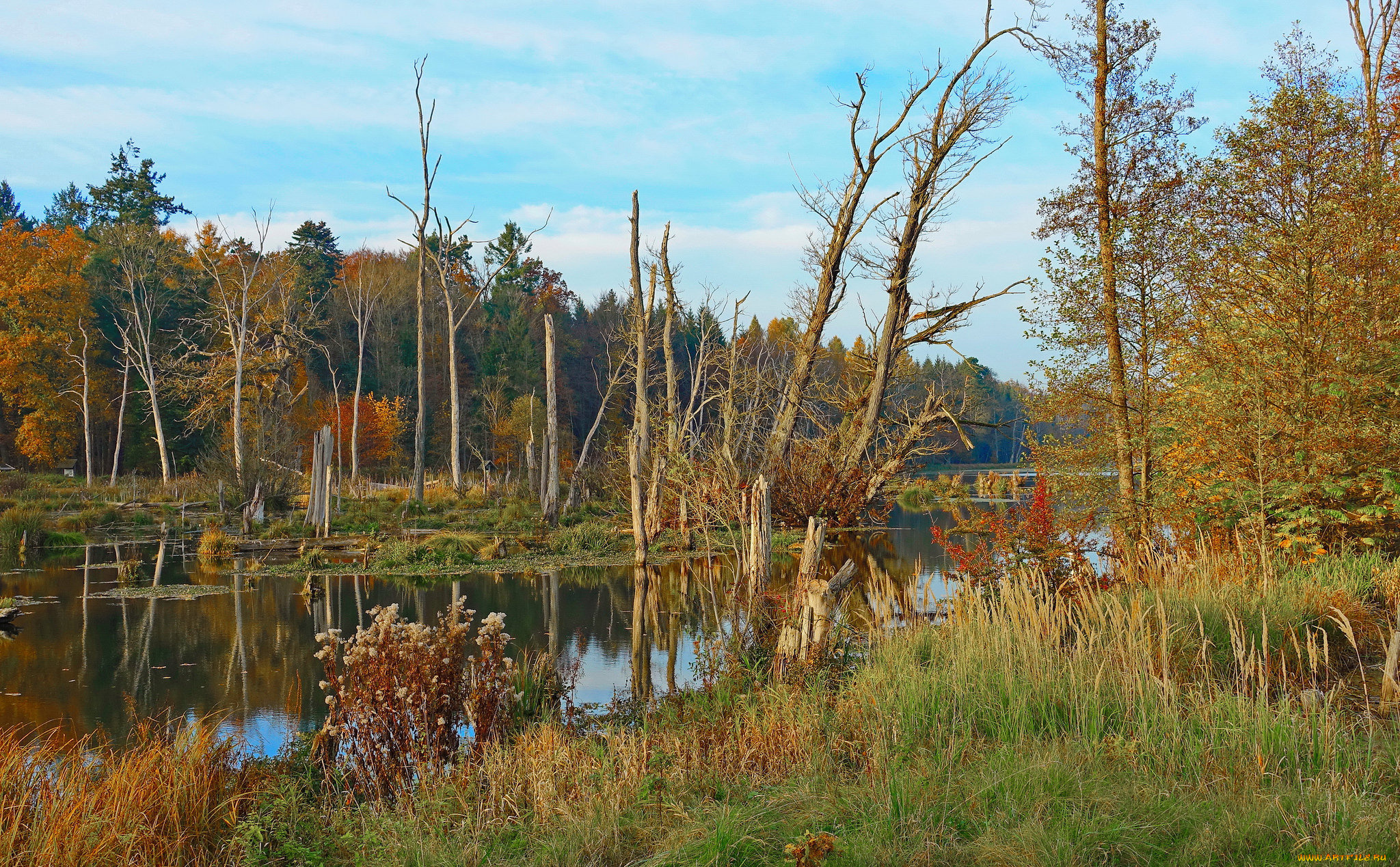 природа, реки, озера, река, лес