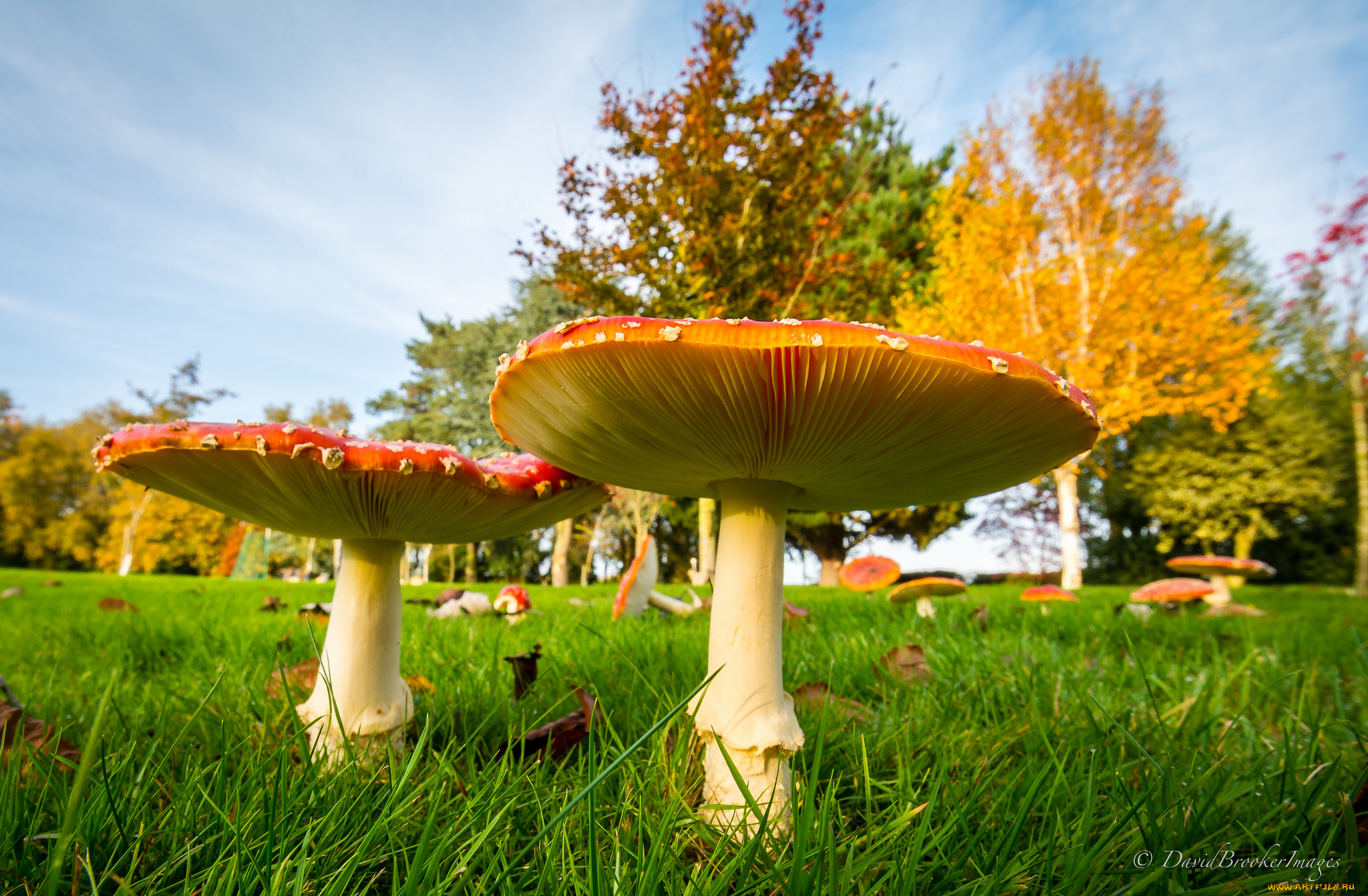 природа, грибы, , мухомор, мухоморы, парк, луг