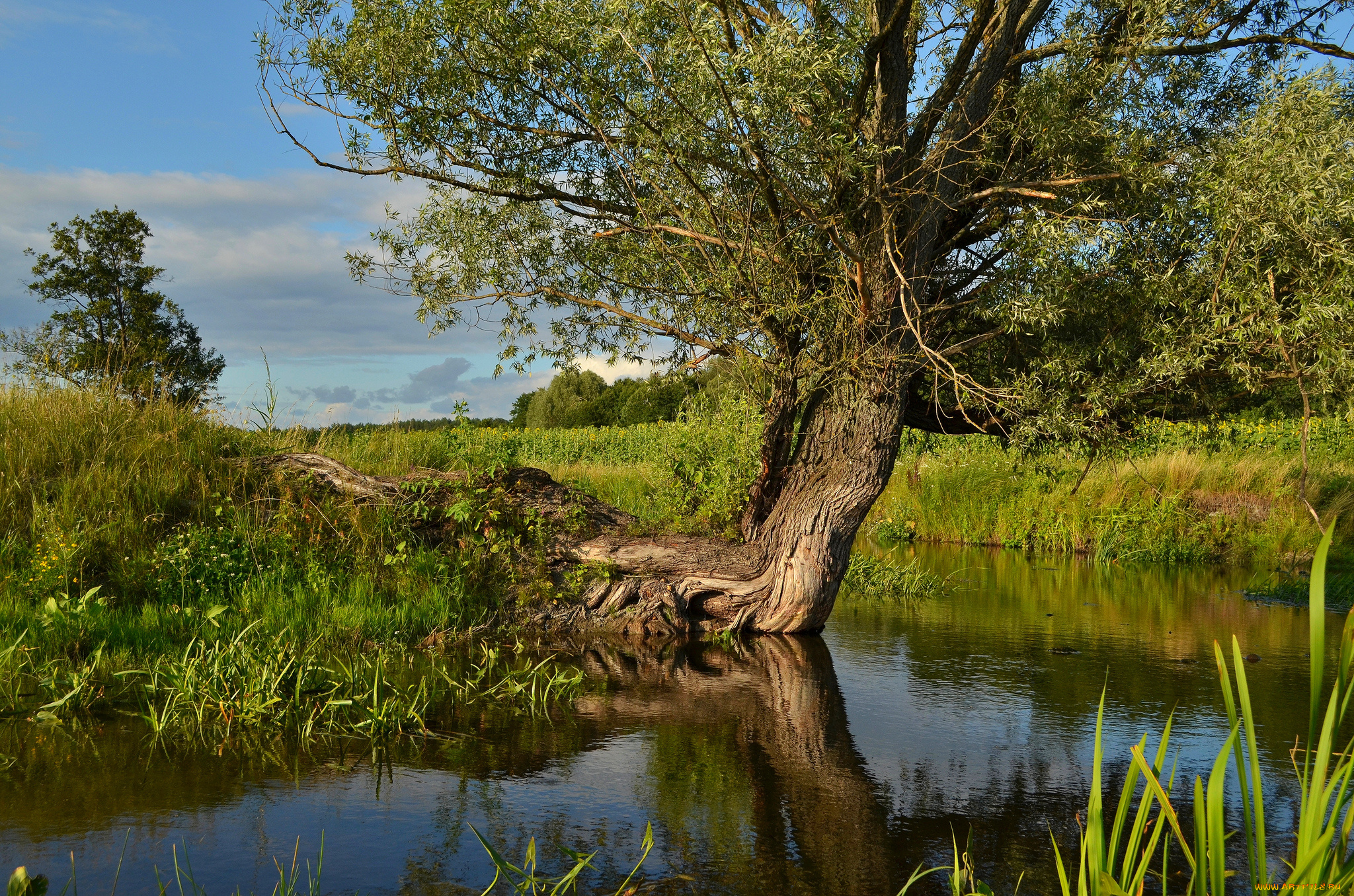 природа, реки, озера, река, лес