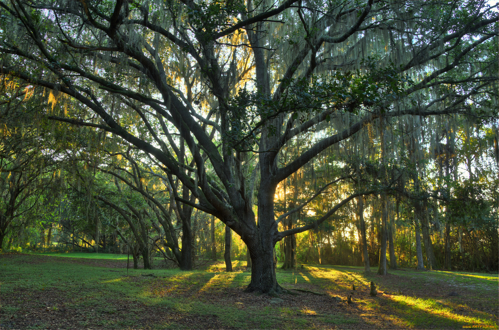 природа, лес, деревья, поляна
