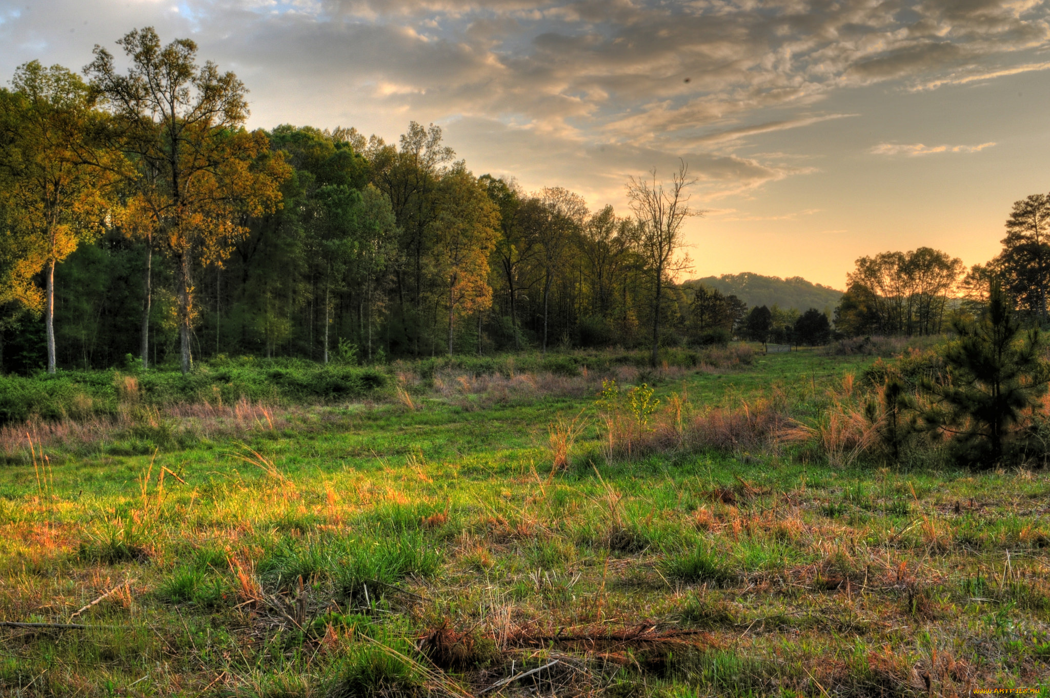 природа, лес, поле