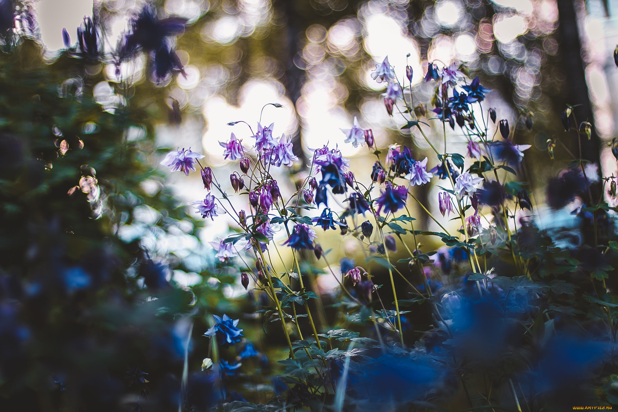 цветы, аквилегия, , водосбор, боке