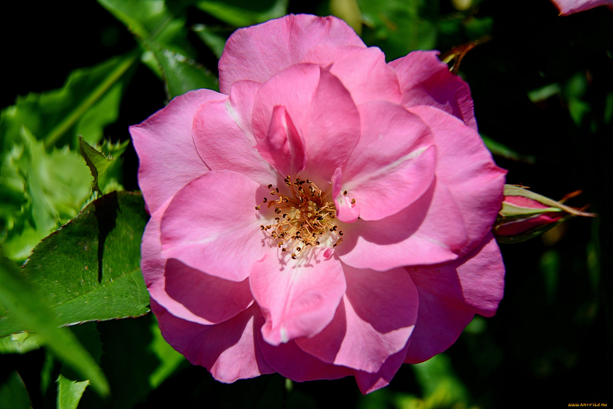 цветы, розы, бутон, роза