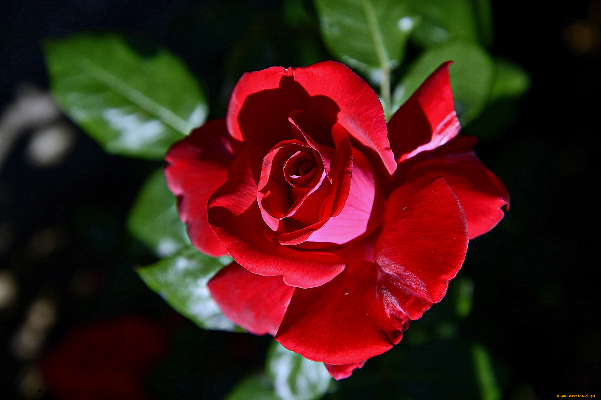 цветы, розы, бутон, роза