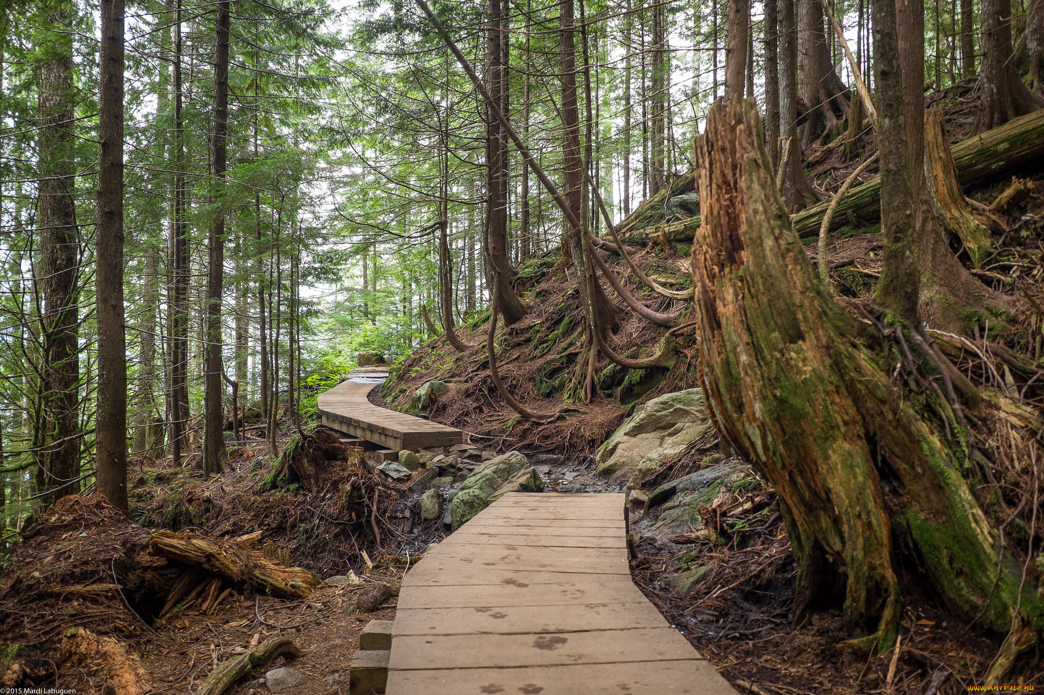 природа, дороги, настил, лес