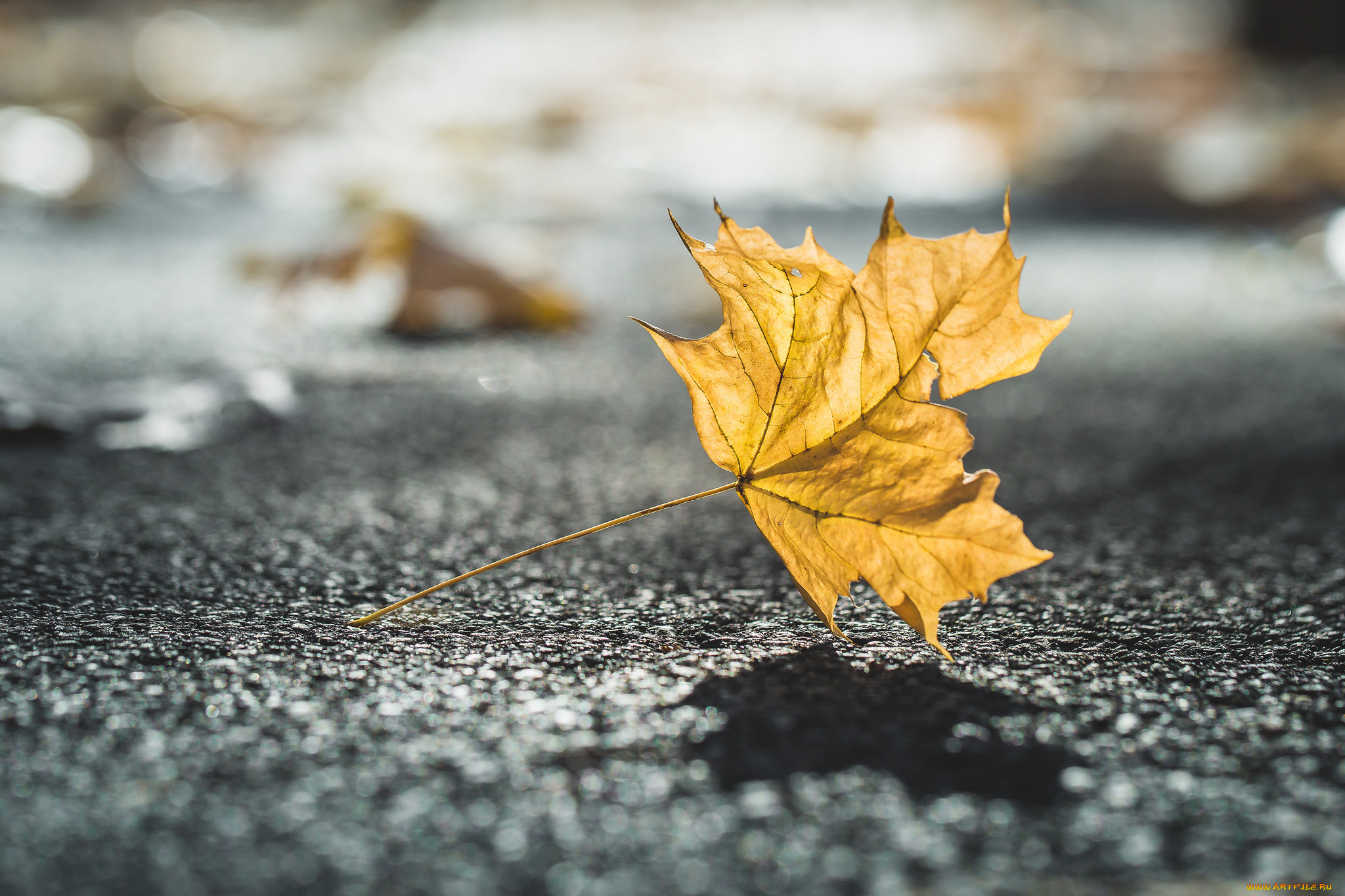 природа, листья, жёлтый, лист, дорога, асфальт