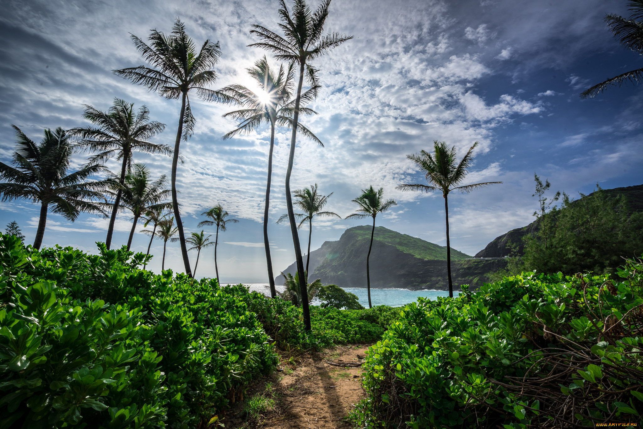 природа, тропики, пальмы, бухта, океан