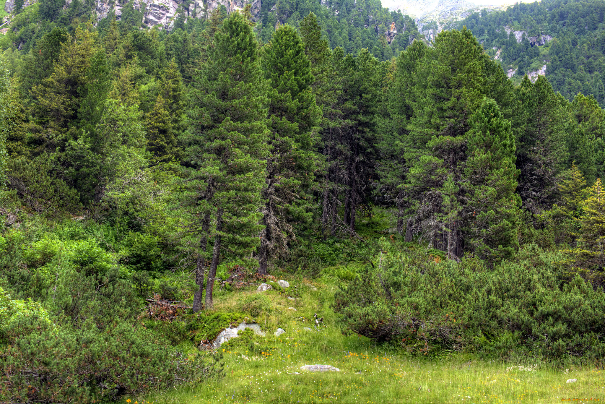 природа, лес, поляна