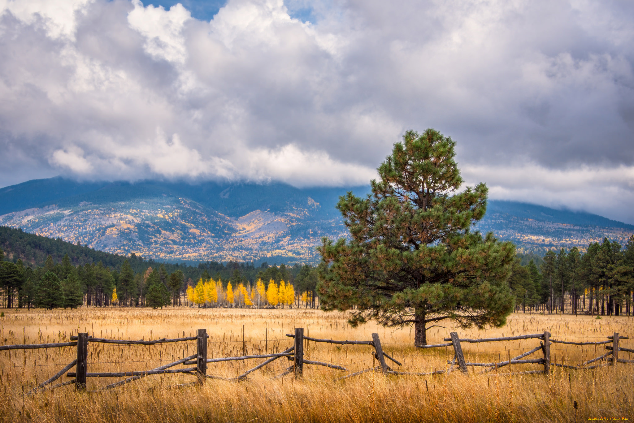 природа, пейзажи, деревья, поле