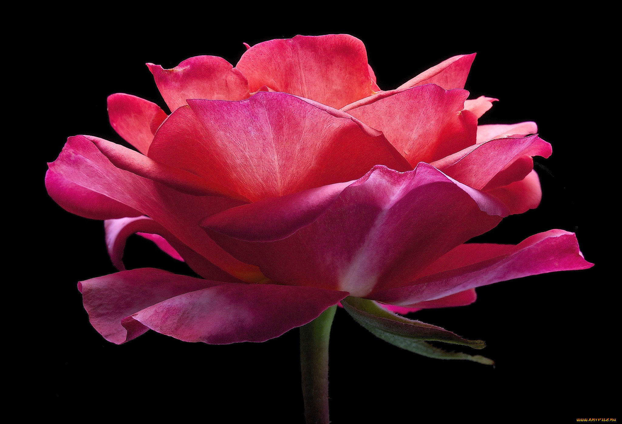 цветы, розы, роза, цветок, фон