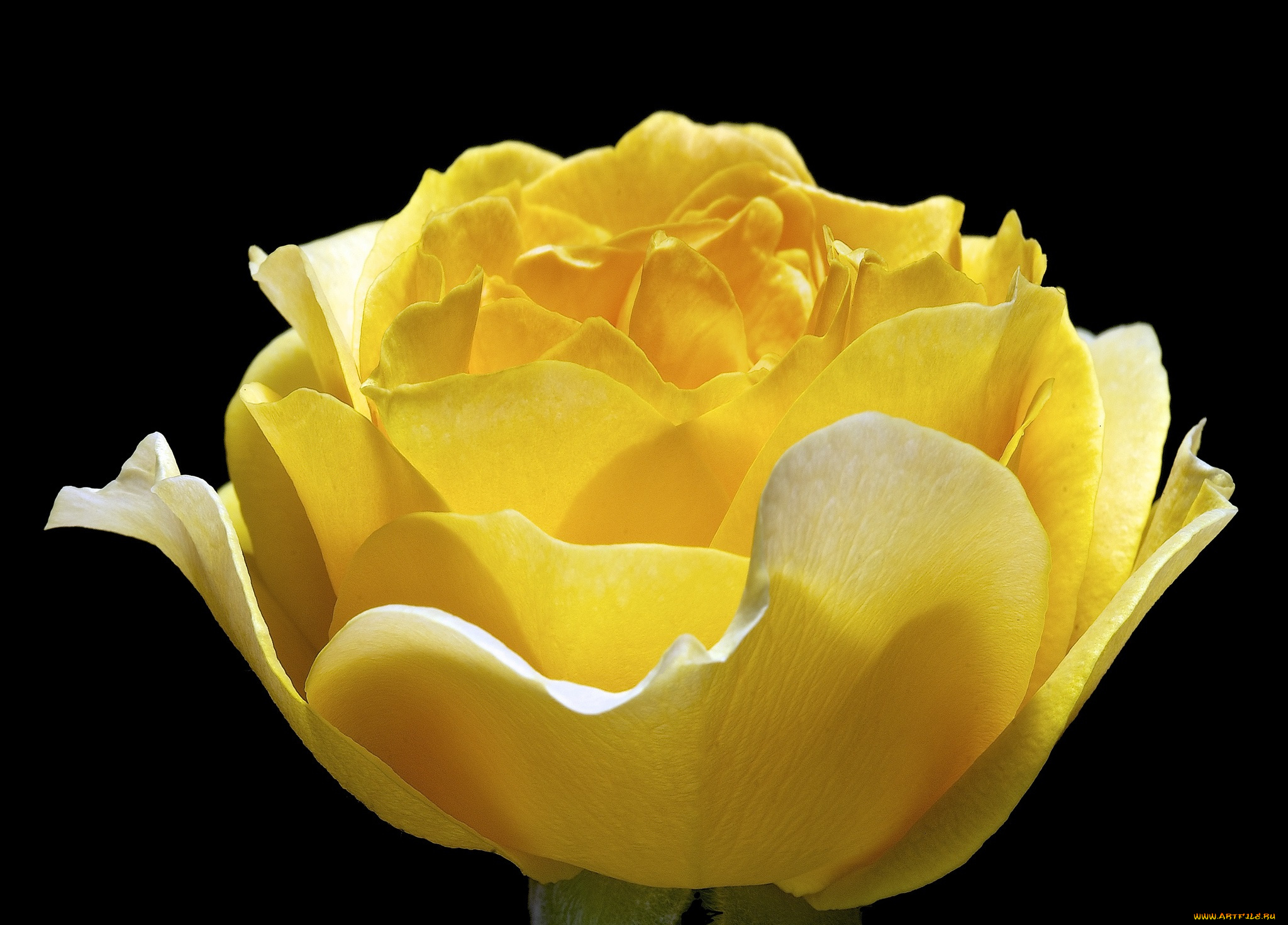 цветы, розы, роза, цветок, фон