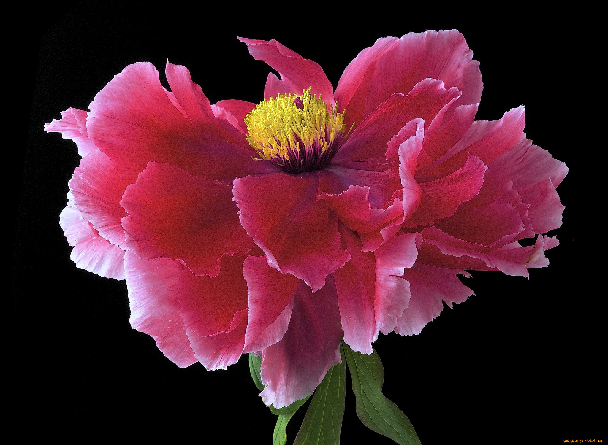 цветы, пионы, фон, макро, цветок