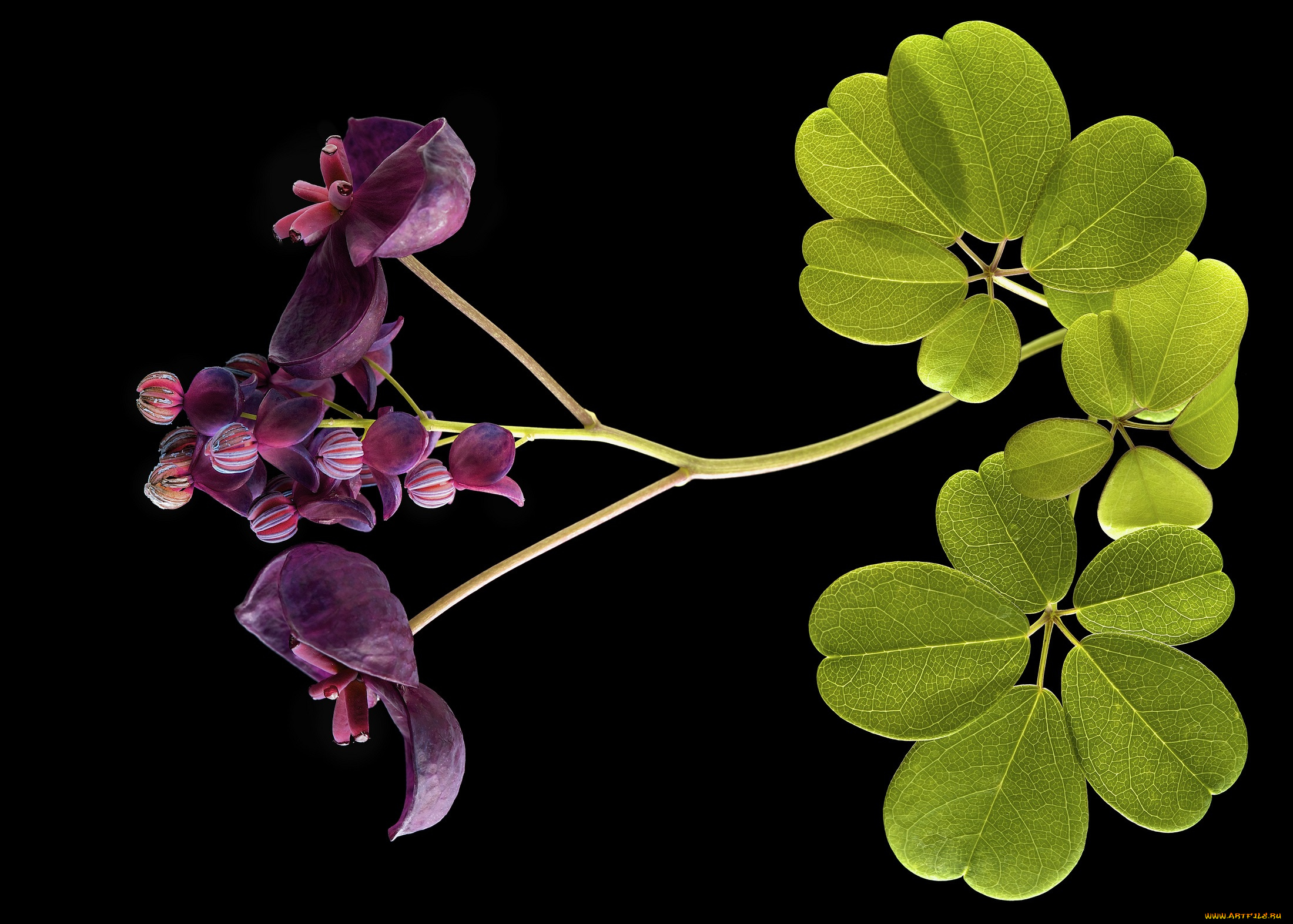 цветы, луговые, , полевые, , цветы, листья, фон