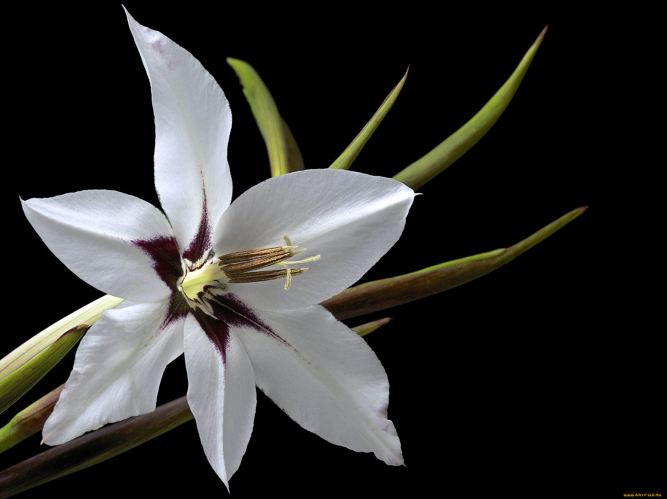 цветы, гладиолусы, гладиолус, цветок, фон