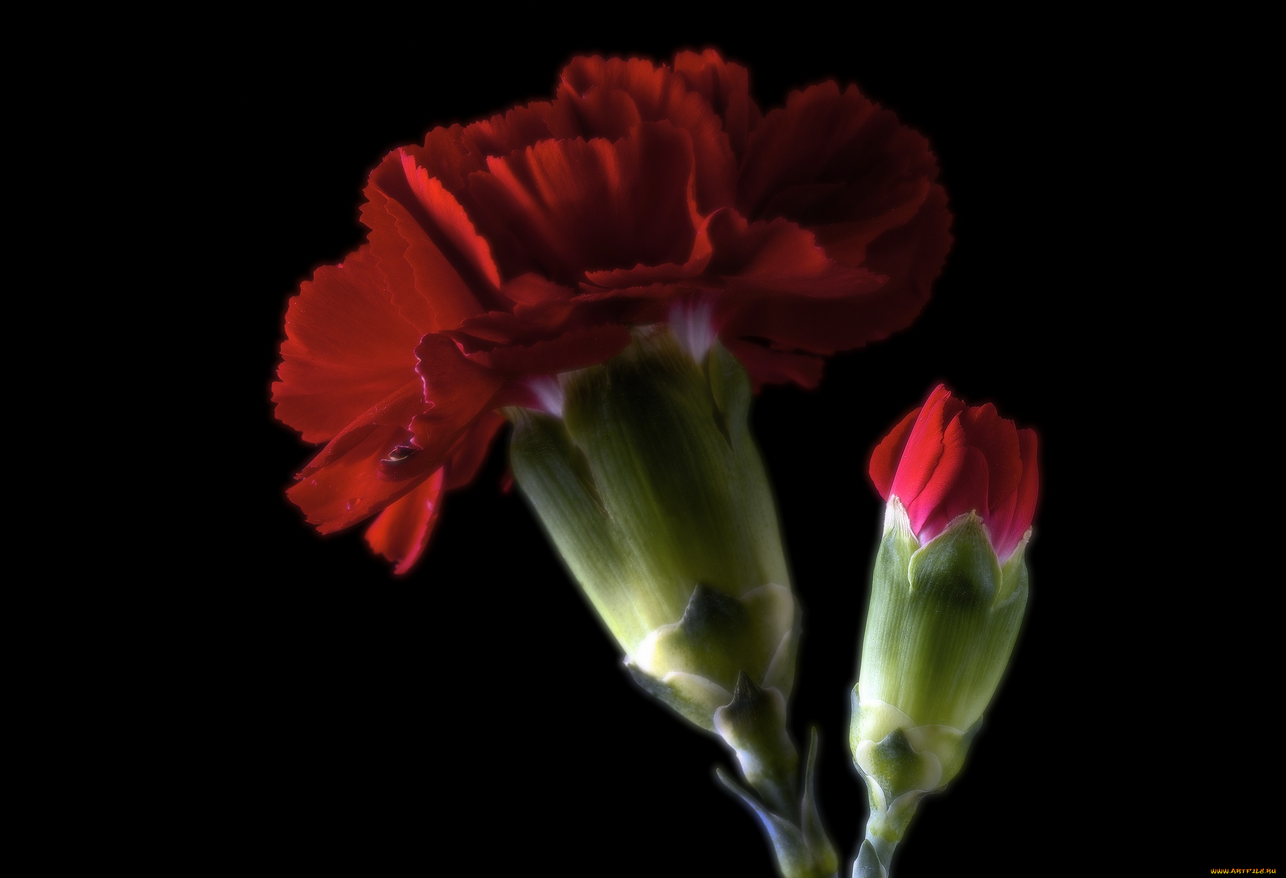 цветы, гвоздики, фон, бутон, гвоздика, цветок