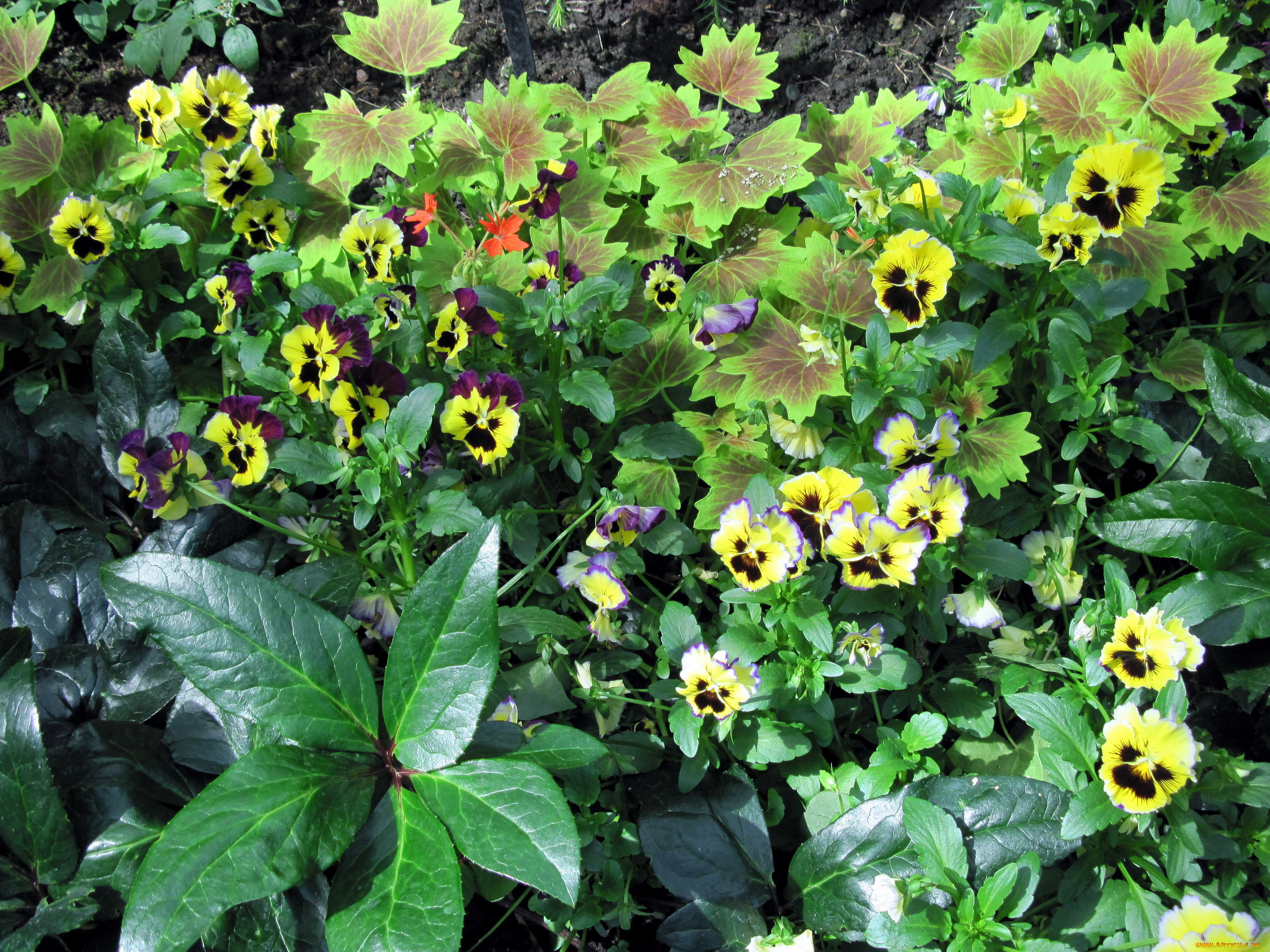 цветы, анютины, глазки, , садовые, фиалки, много