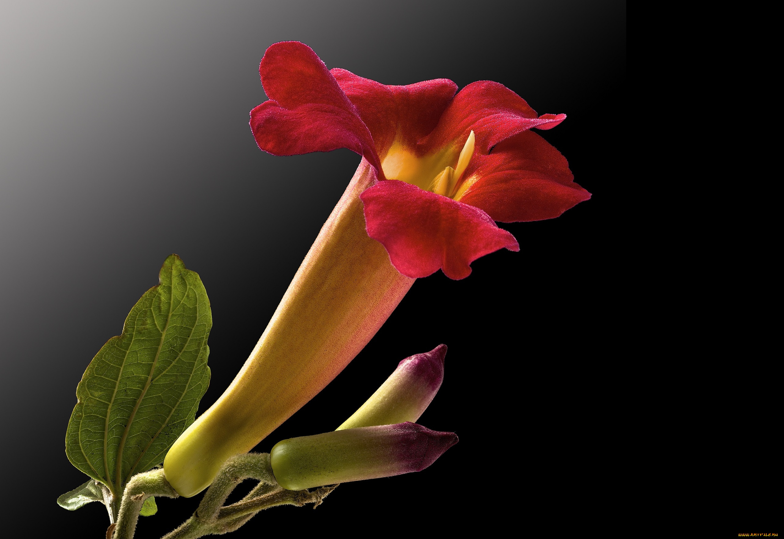 цветы, кампсис, , текома, фон, цветок