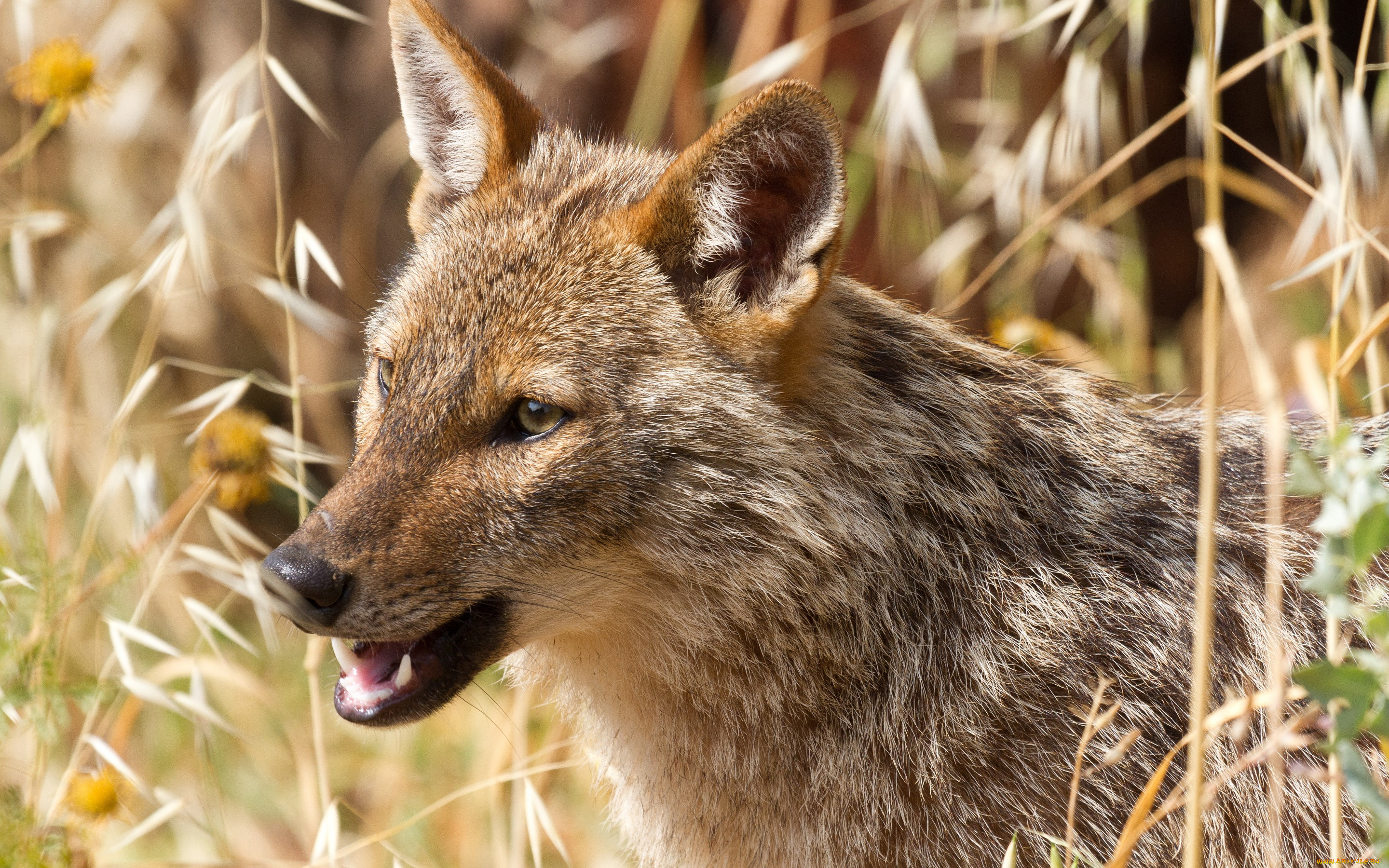 животные, волки, , койоты, , шакалы, хищник, африканский, волк, шакал